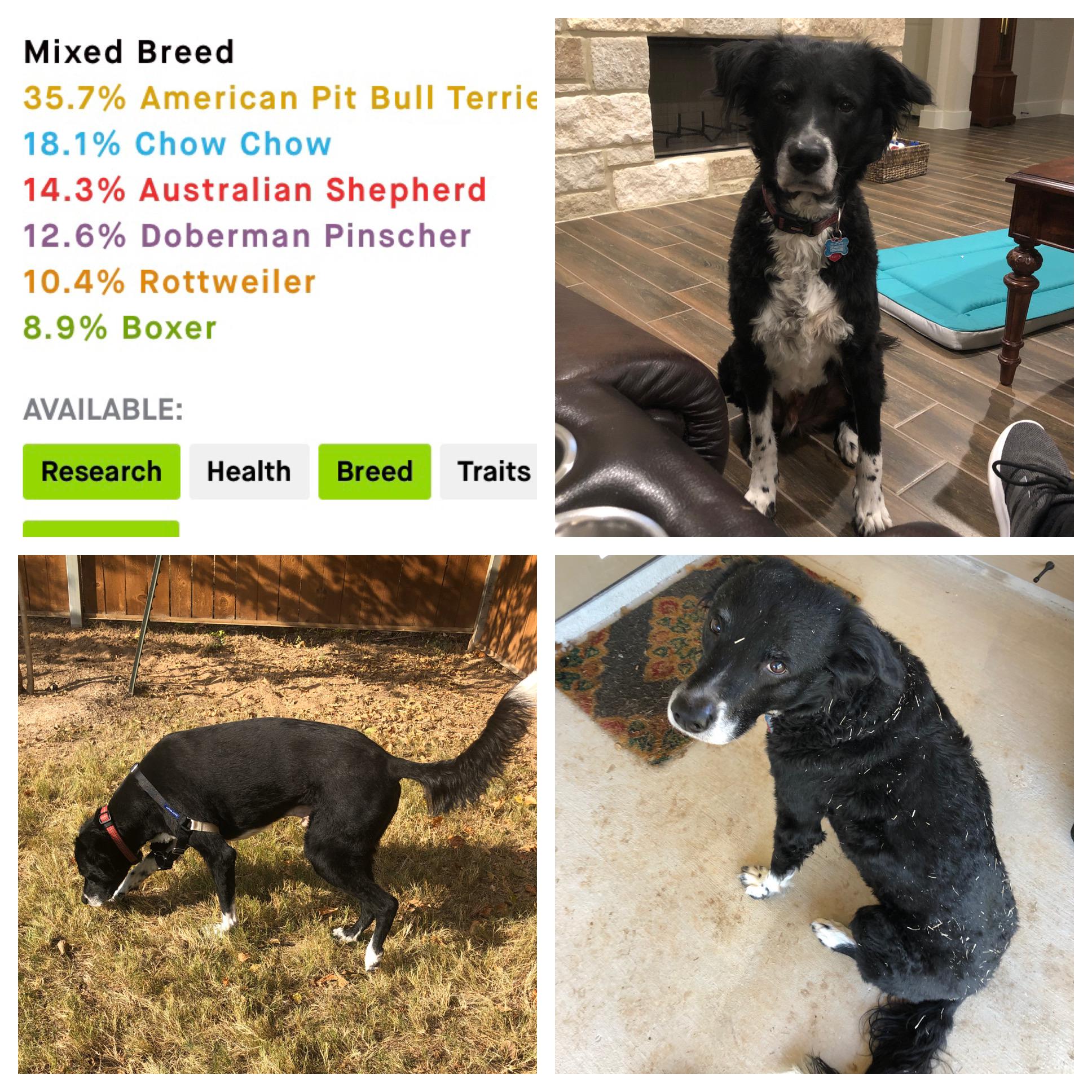 Our pit/ chow chow/ Aussie/ Doberman/ Rottweiler/ boxer