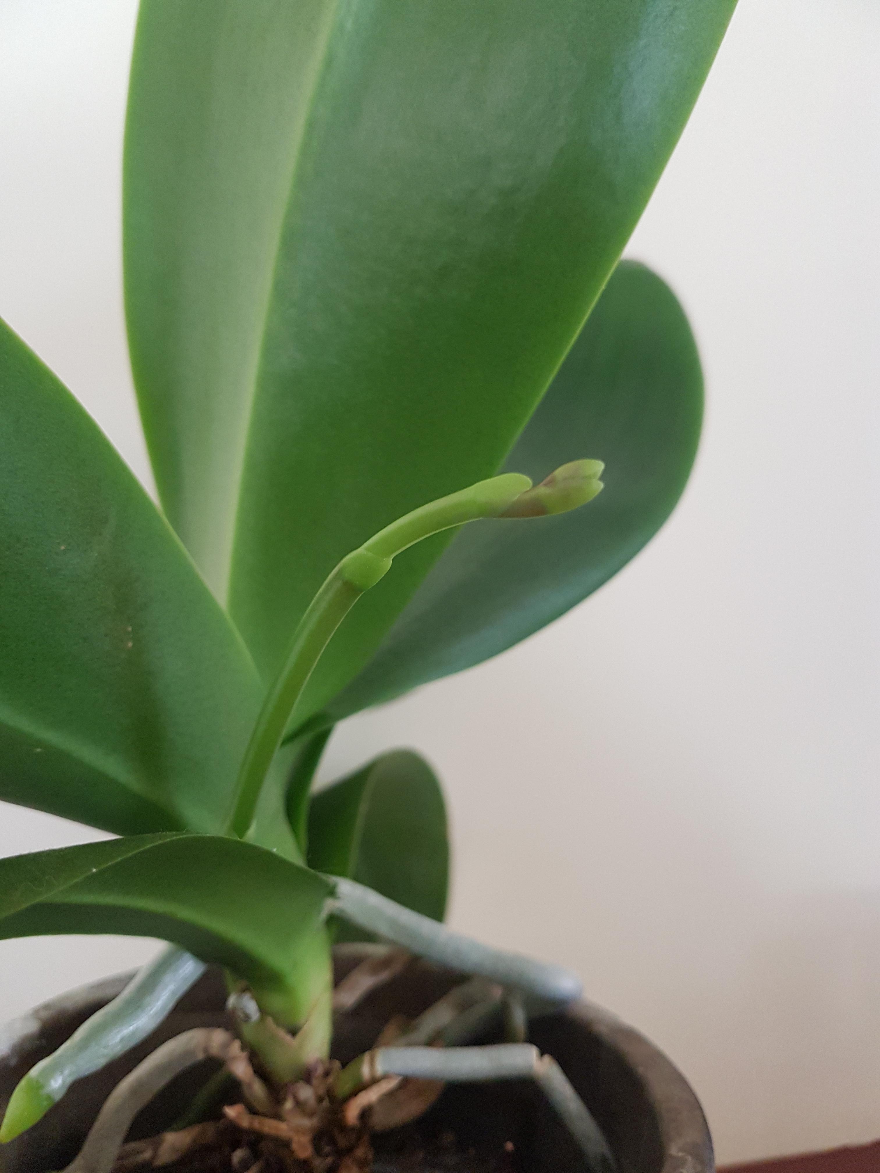 After a year or so of trying, I finally got an orchid flower spike