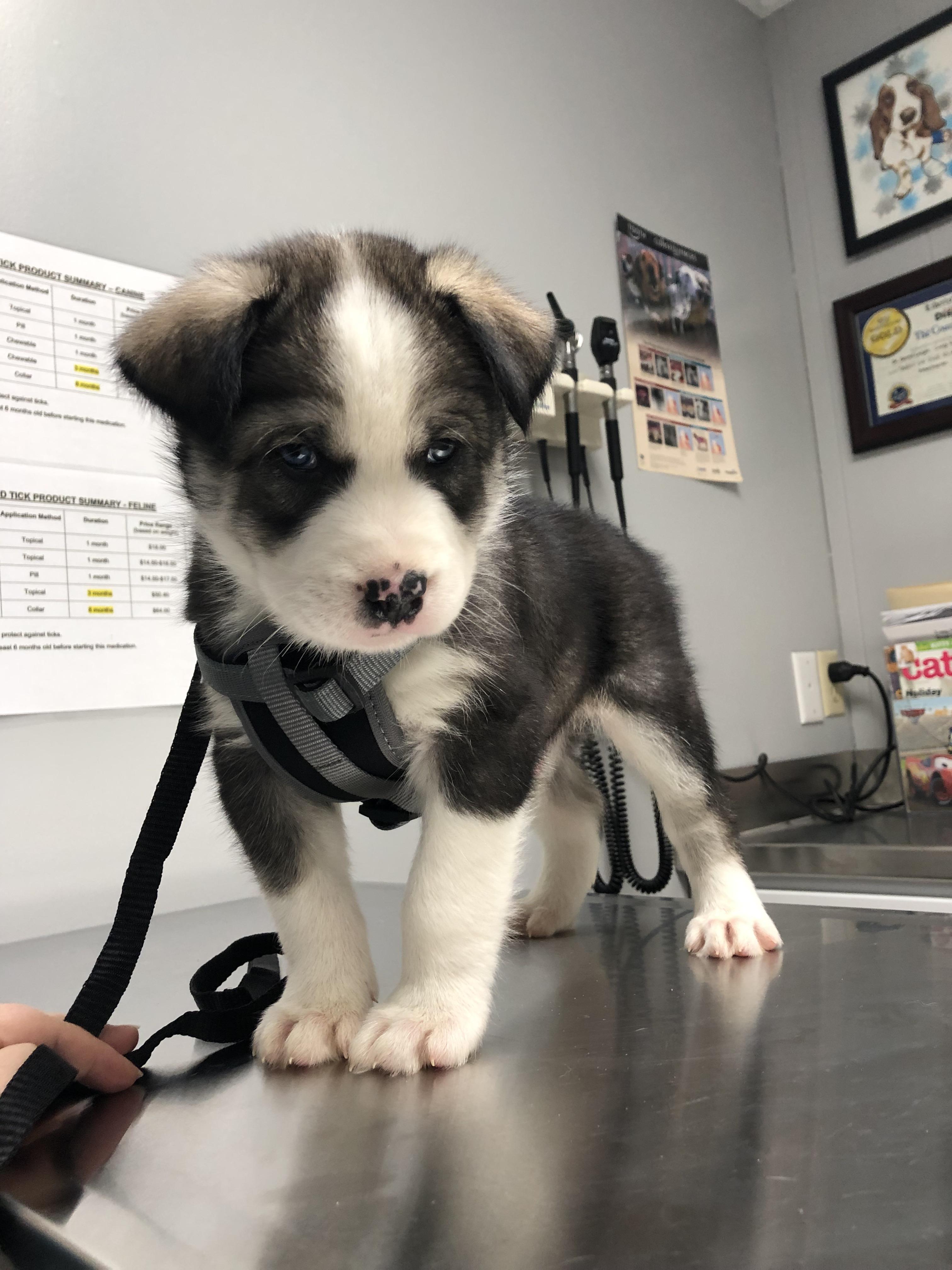 Meet our new baby Remus. Australian shepherd husky! r/AustralianShepherd