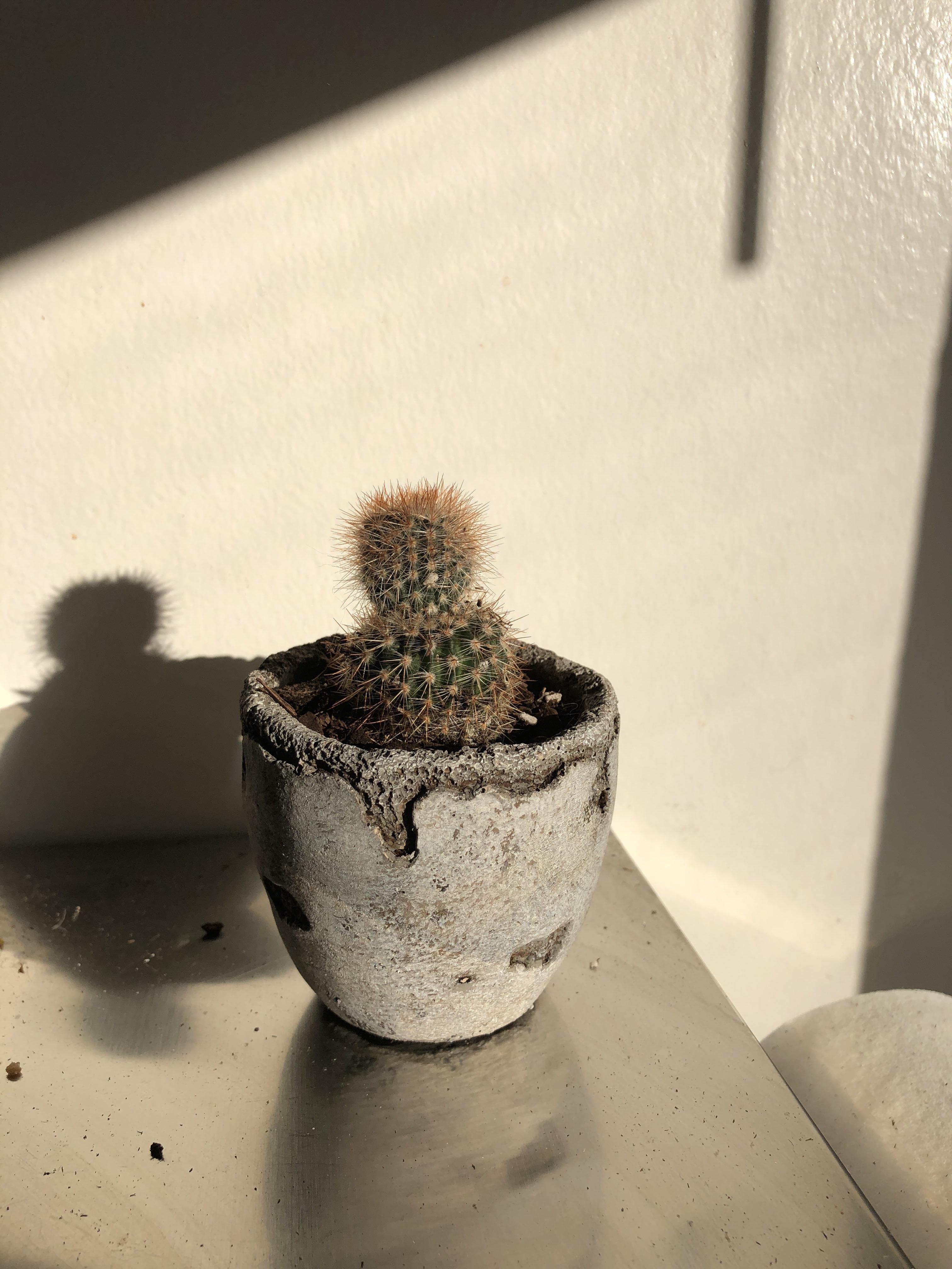 My boyfriends cactus changed shape. Is this bad? r/succulents
