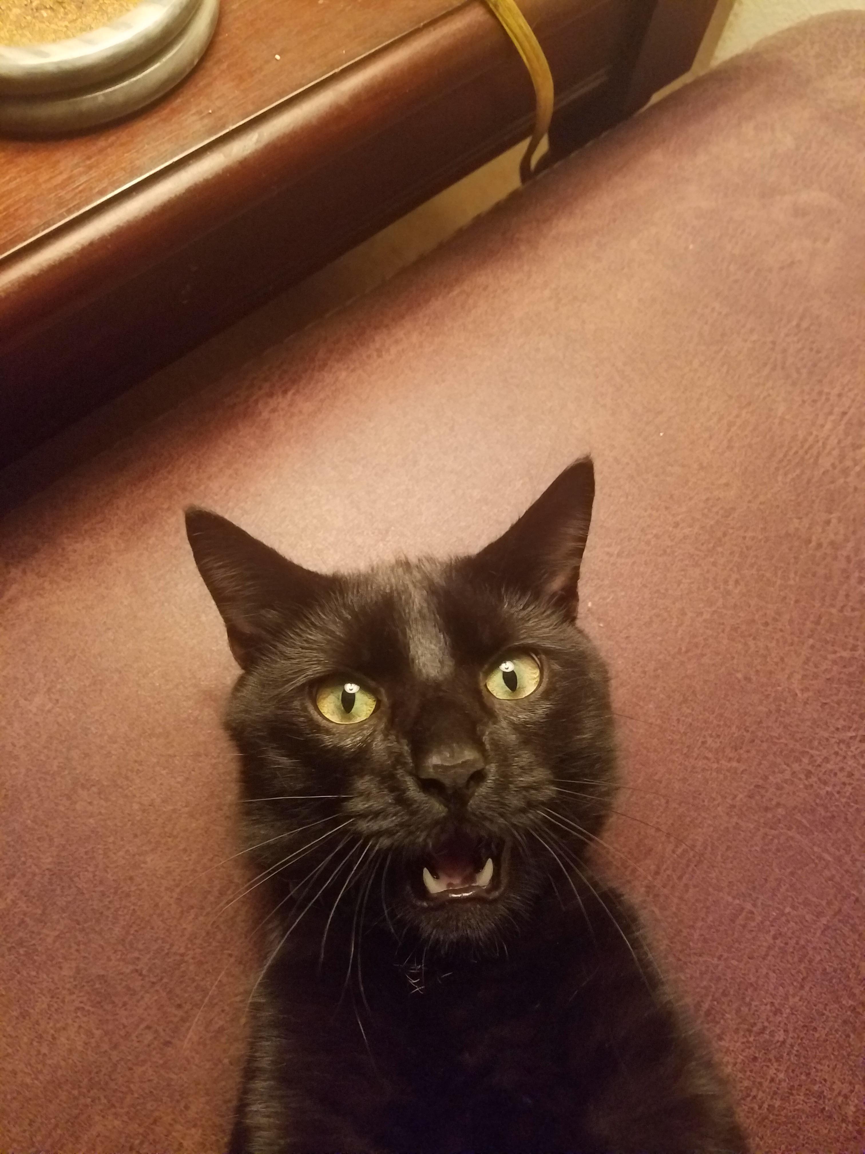 Super derpy but prolly the best cat I’ve ever met r/derp