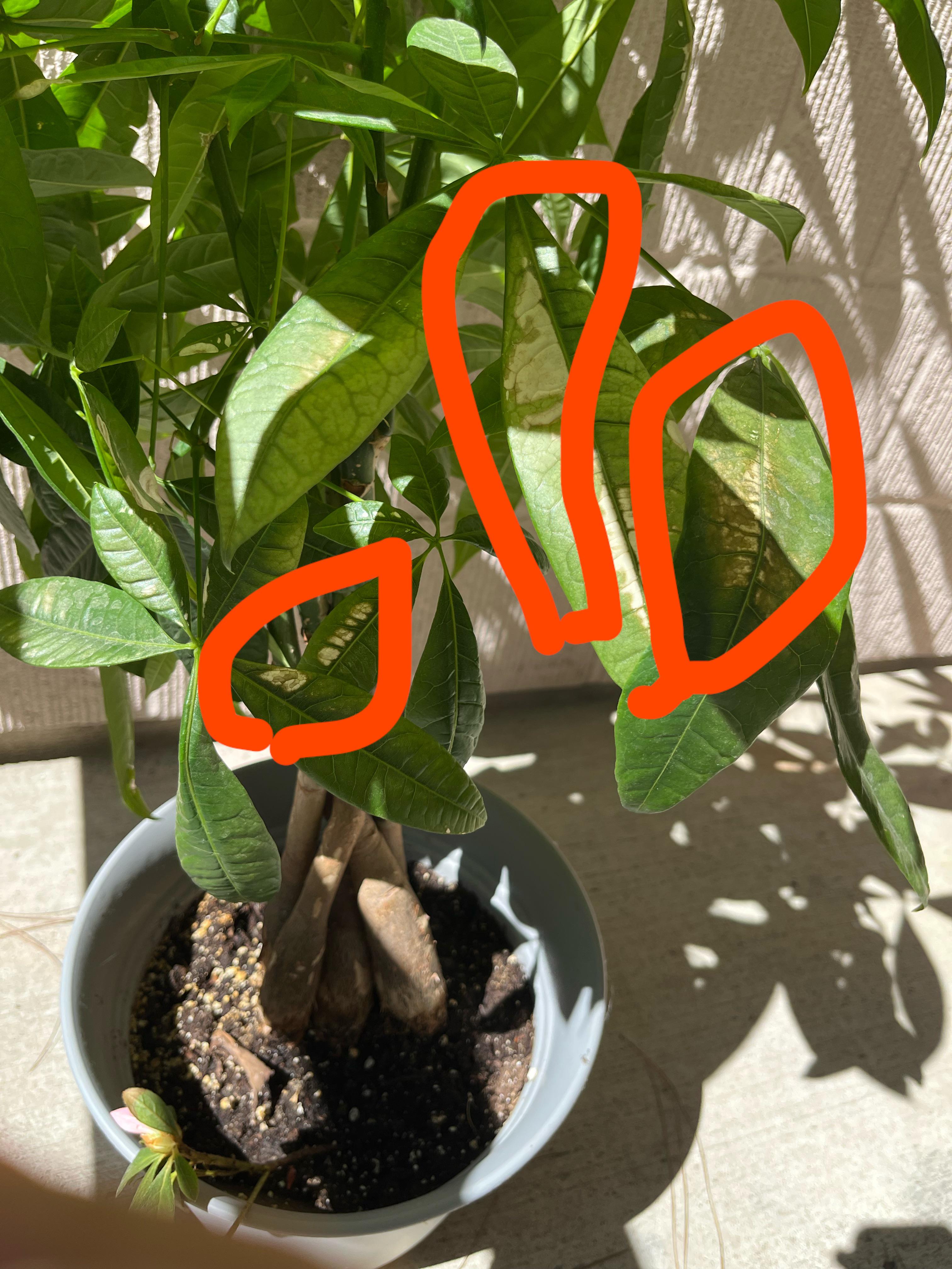 What’s wrong with my money tree? r/houseplants