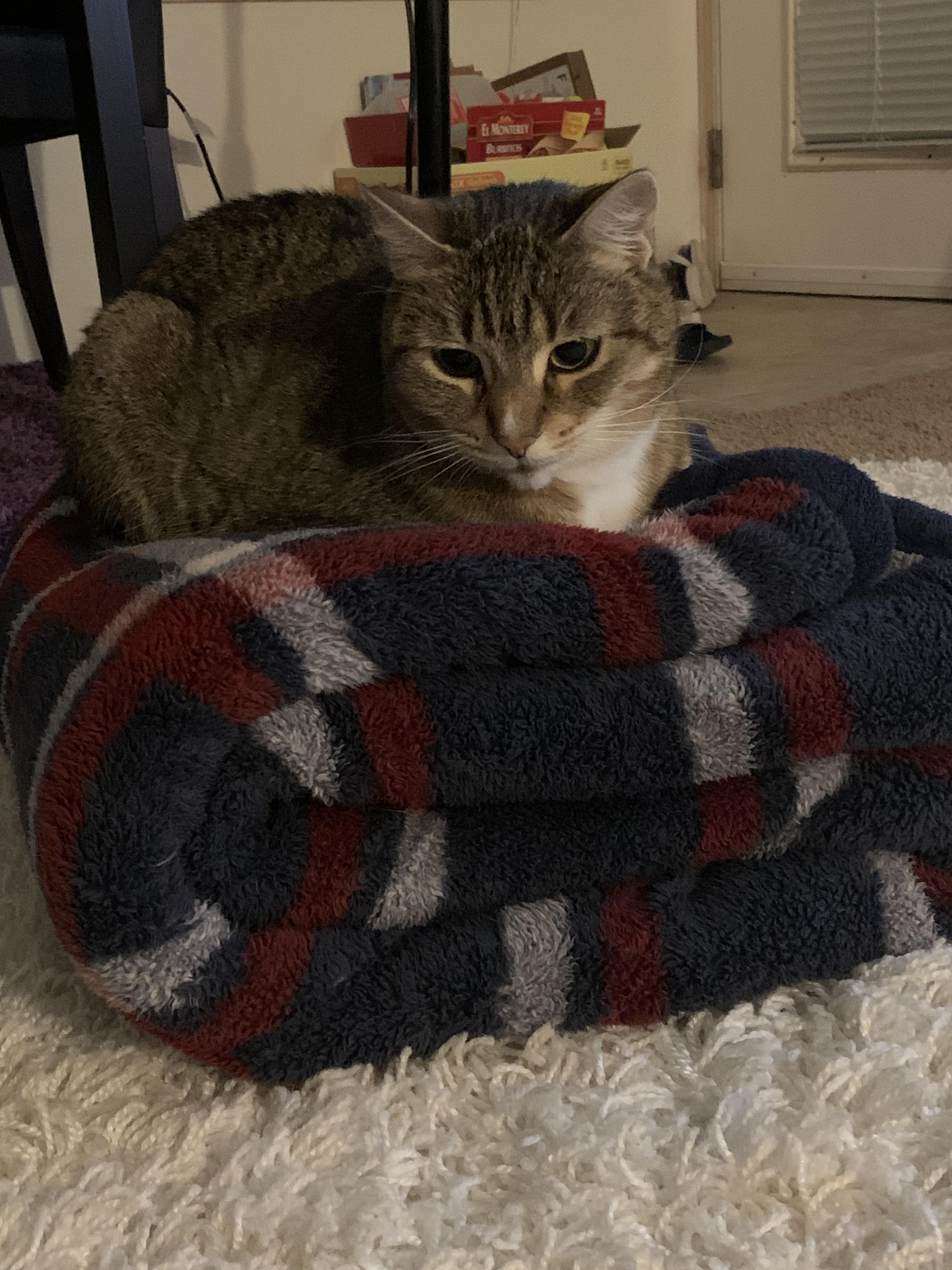 A folded blanket is an irresistible trap r/TheCatTrapIsWorking