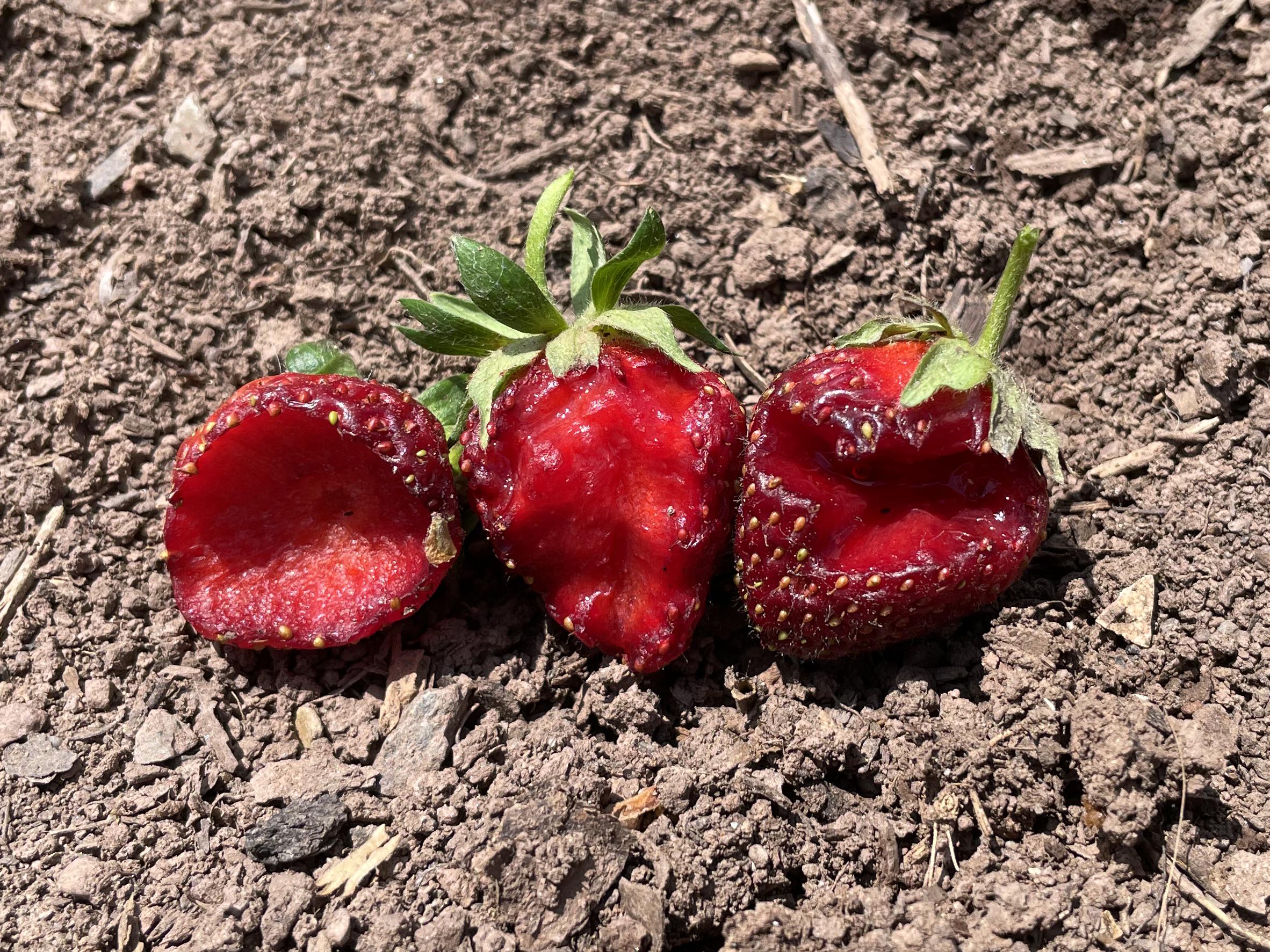 What’s eating my strawberries? r/gardening