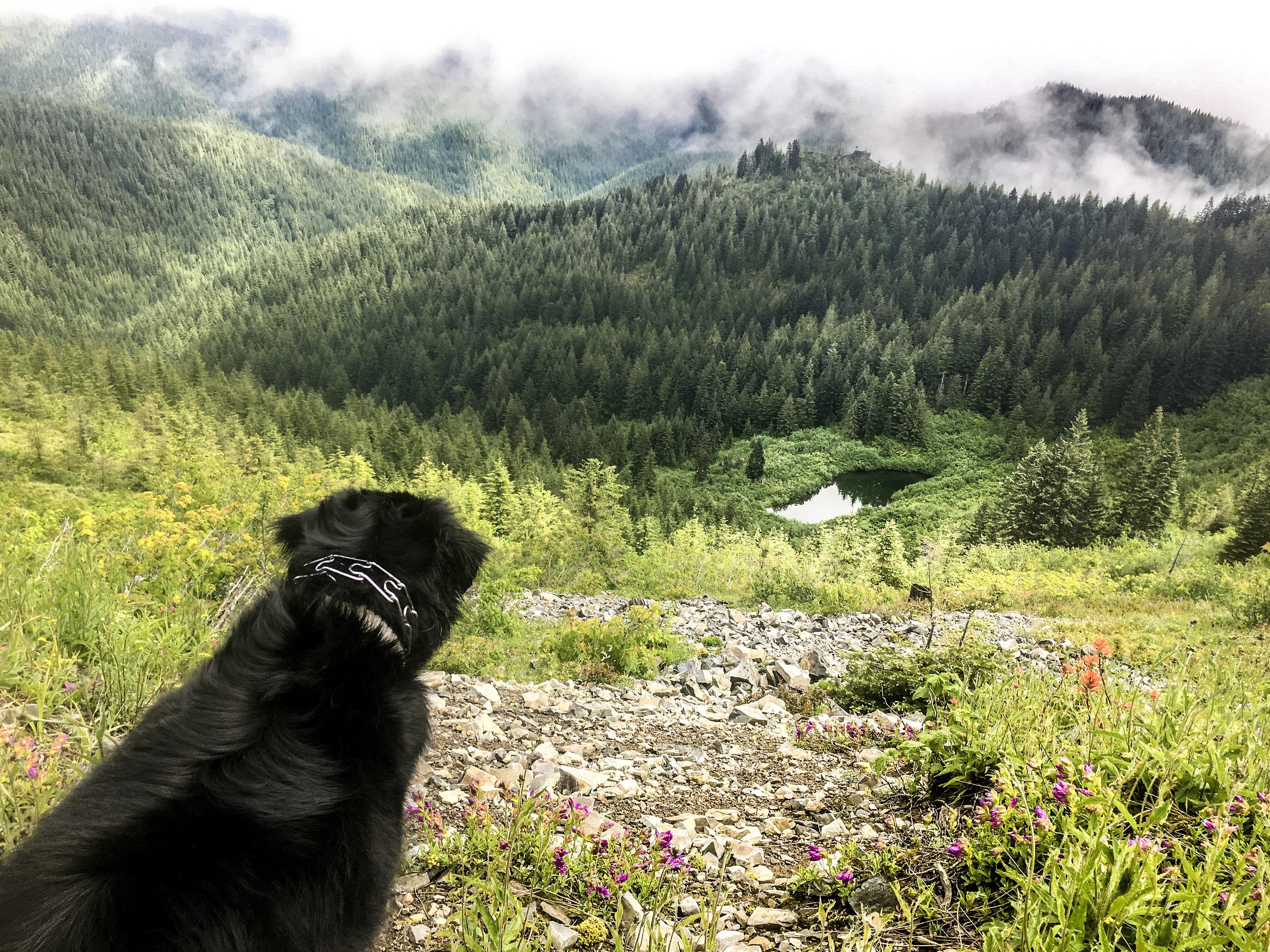 [OC] My adventure dog checking the view on Bluff Mountain Trail to