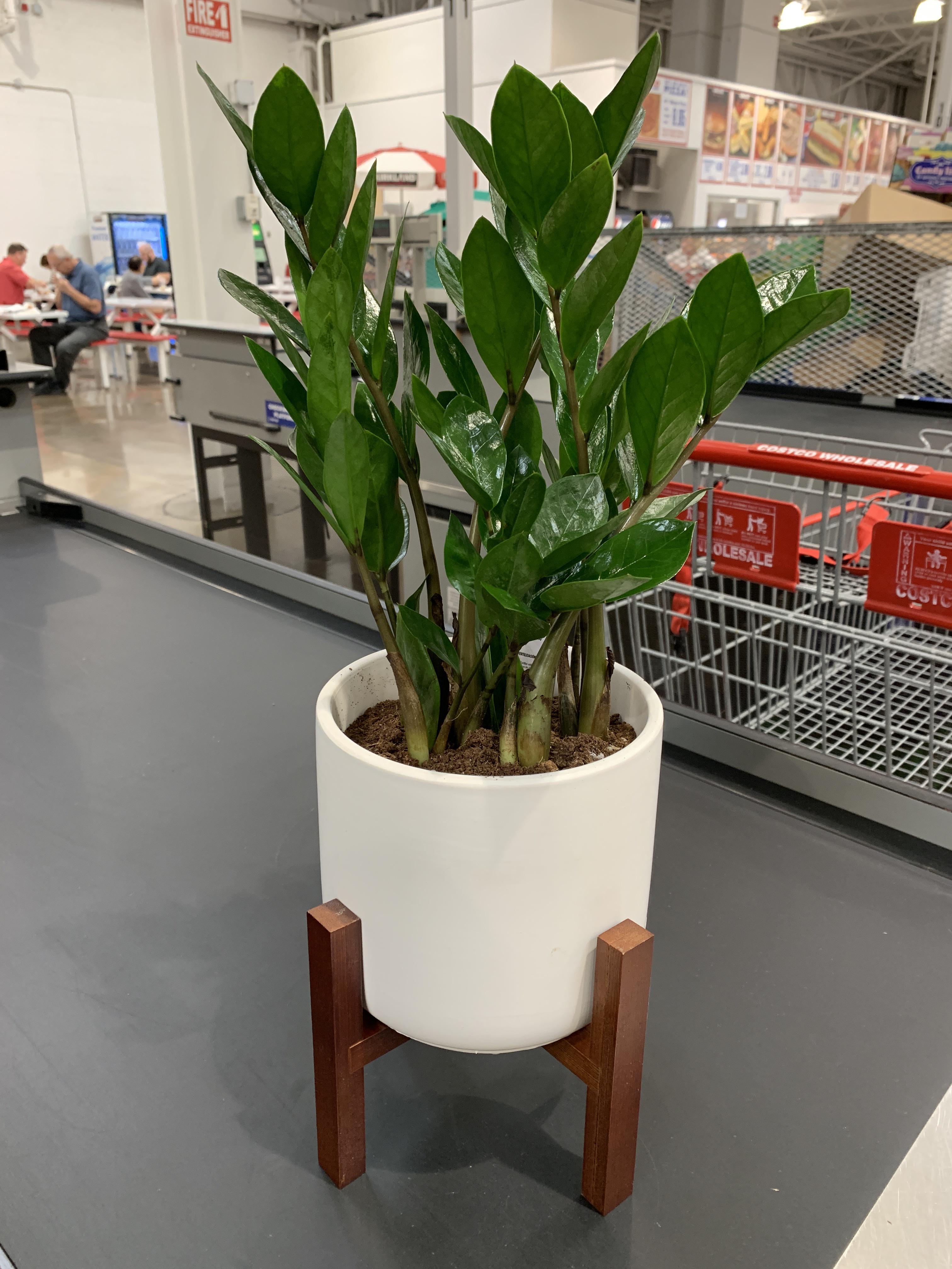 Costco find! 15.99 6” ZZ or Sansevieria w/ stand. Did I need it? No