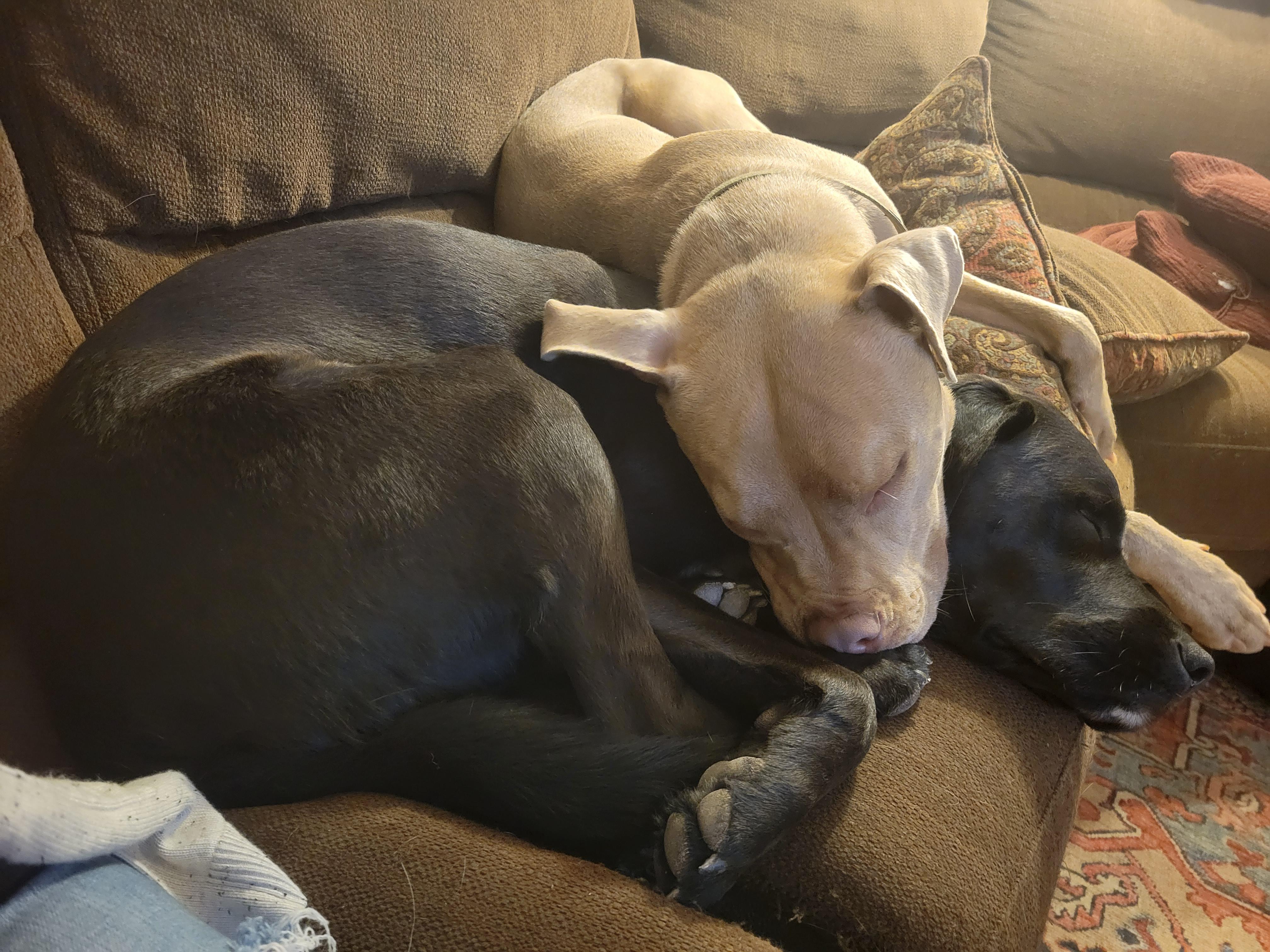 Dogs using dogs as pillows r/dogsusingpillows