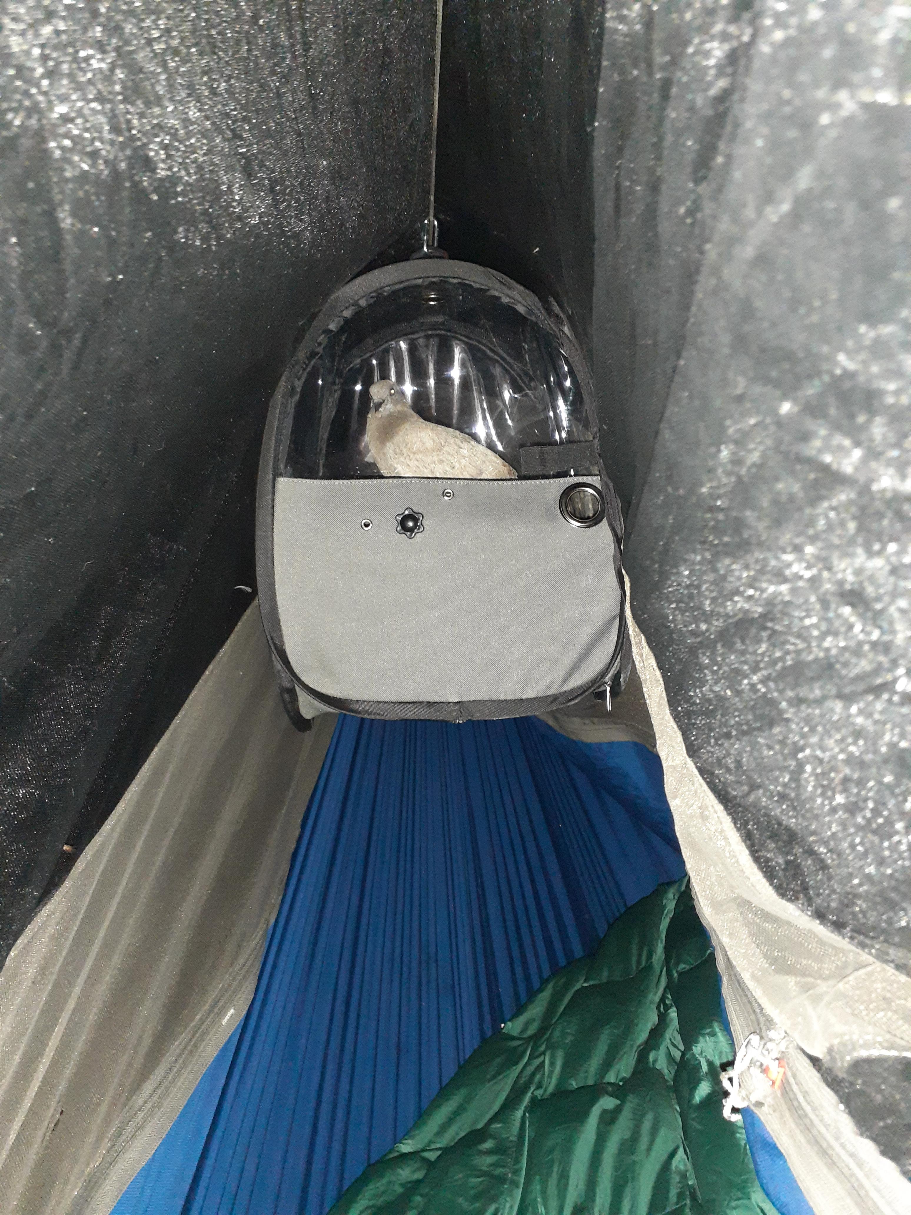 Even I always carry my drone while going backpacking BirdsArentReal