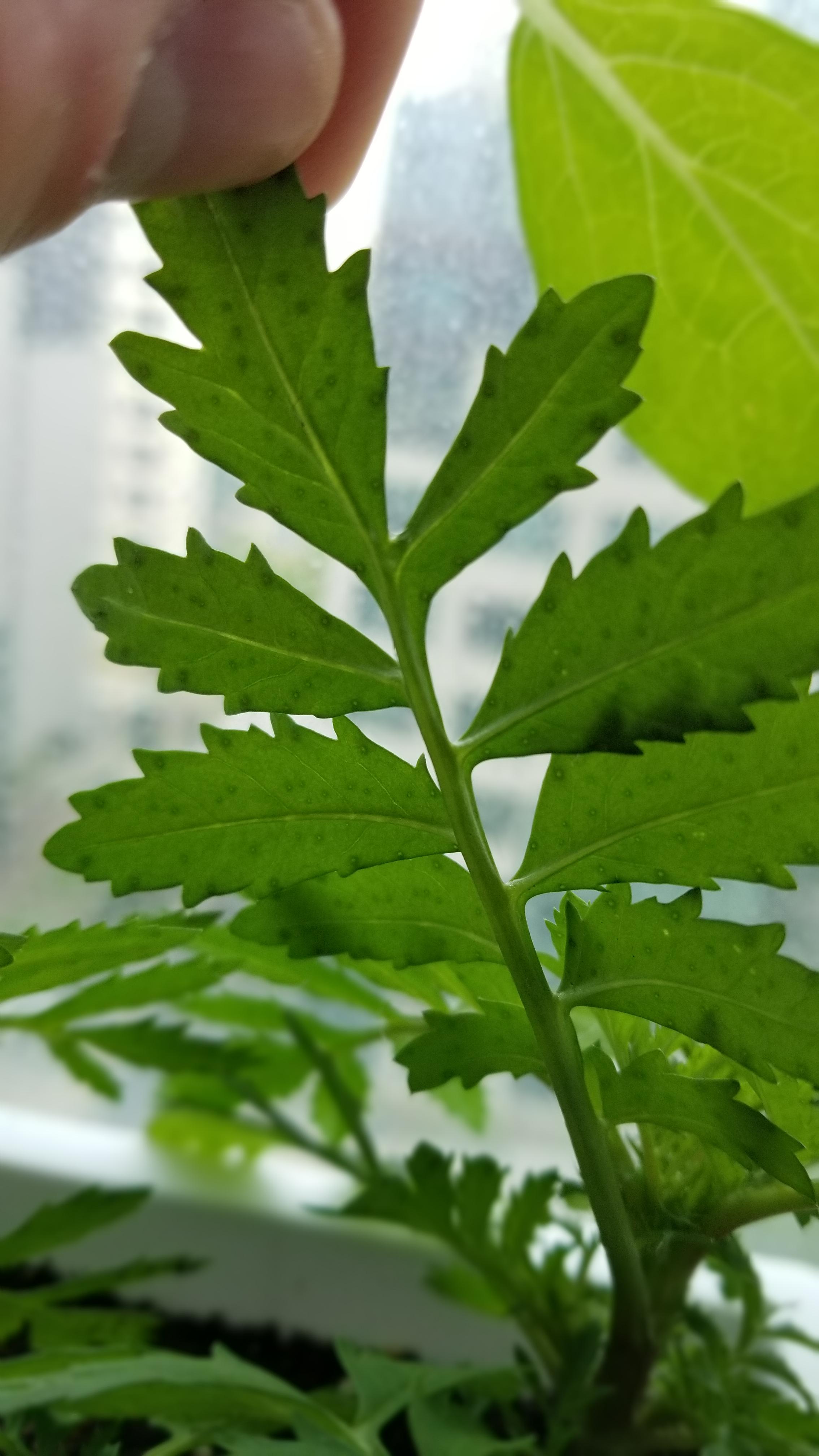 Does anyone know what these little spots on my marigold leaves are? r