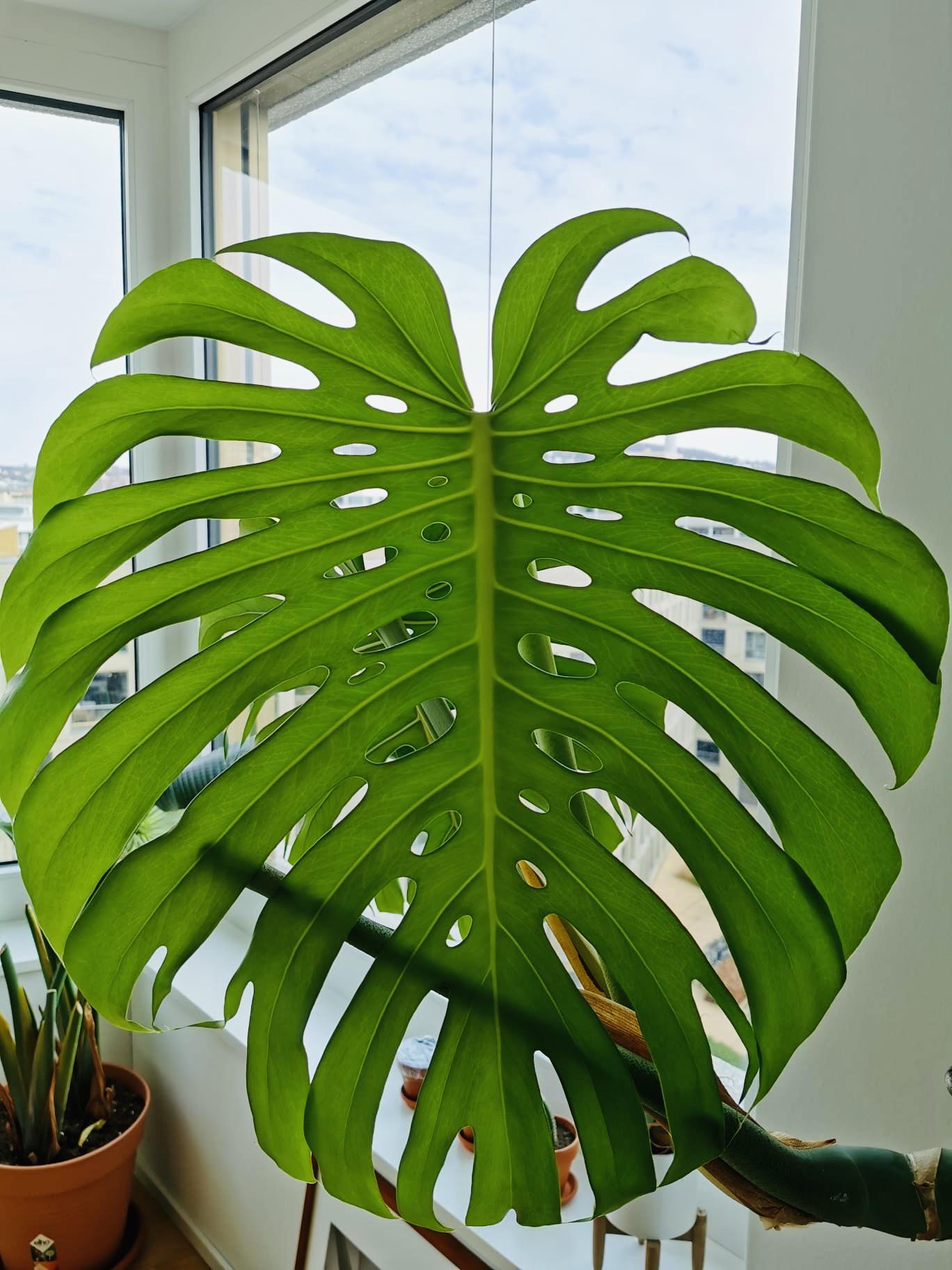 Monstera New Leaf