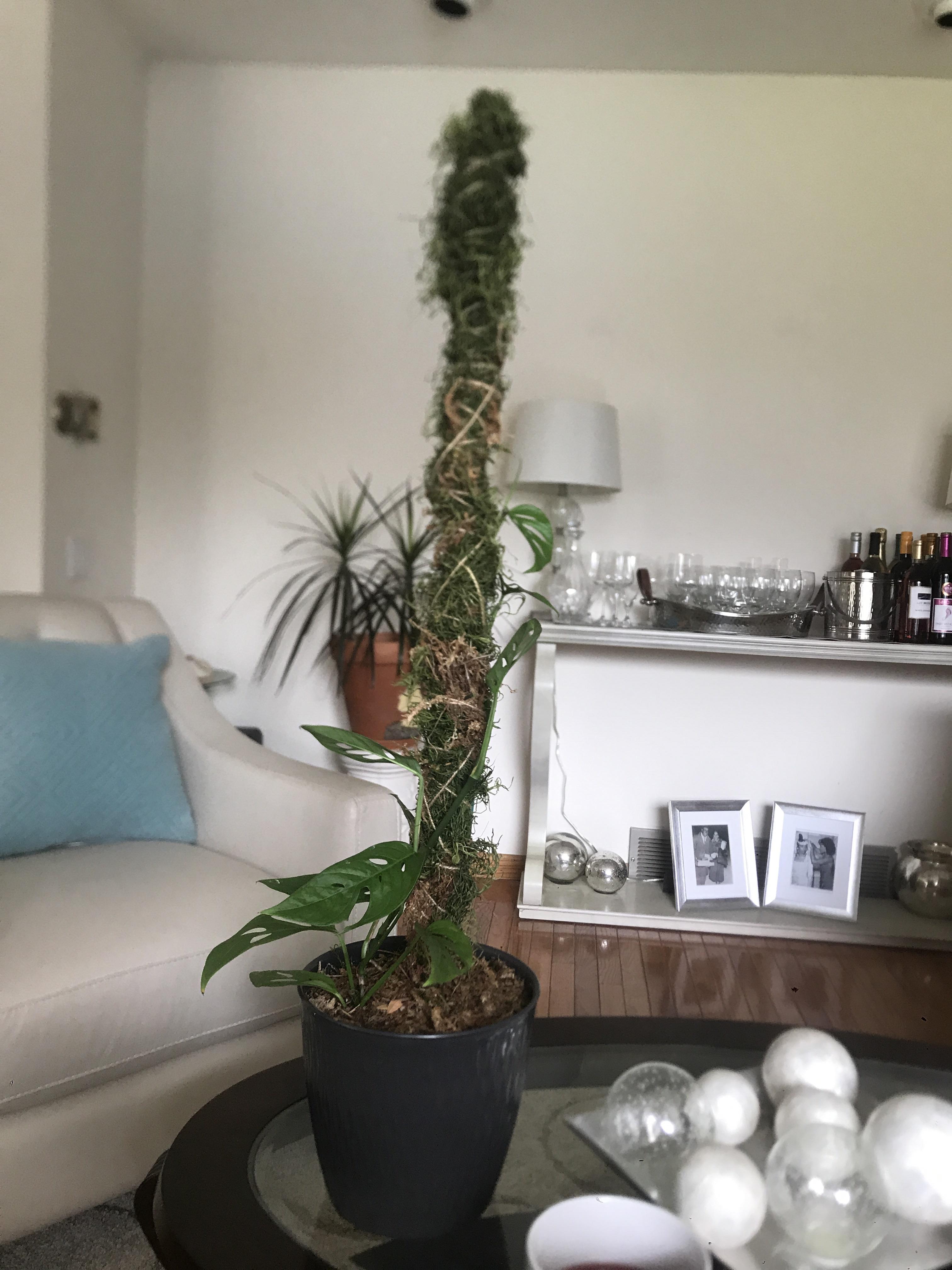 Diy Moss Pole Reddit Am I Using The Moss Pole Correctly With The