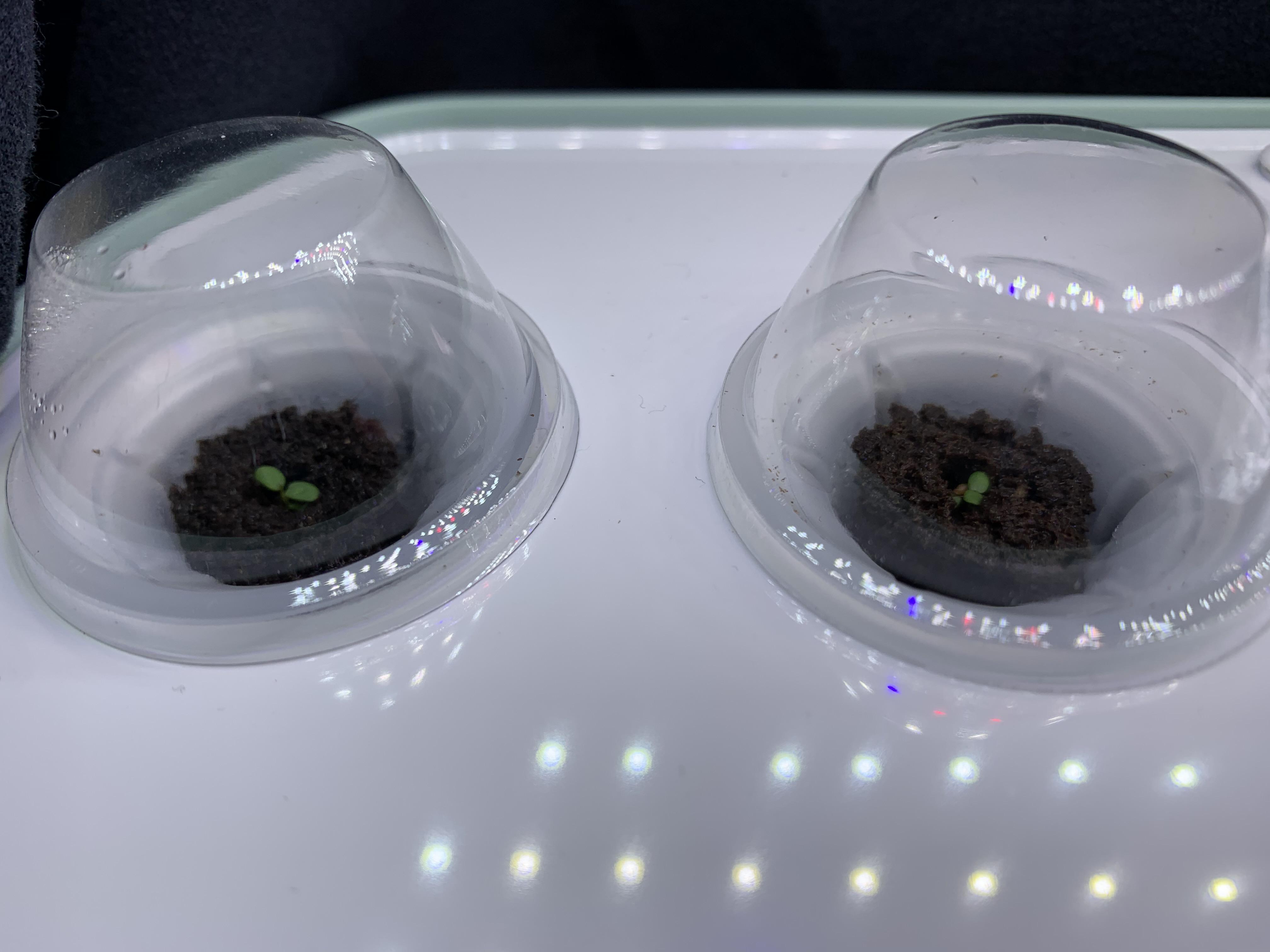 Say “strawberries!” Successful wild strawberry germination after tossing the seeds in the