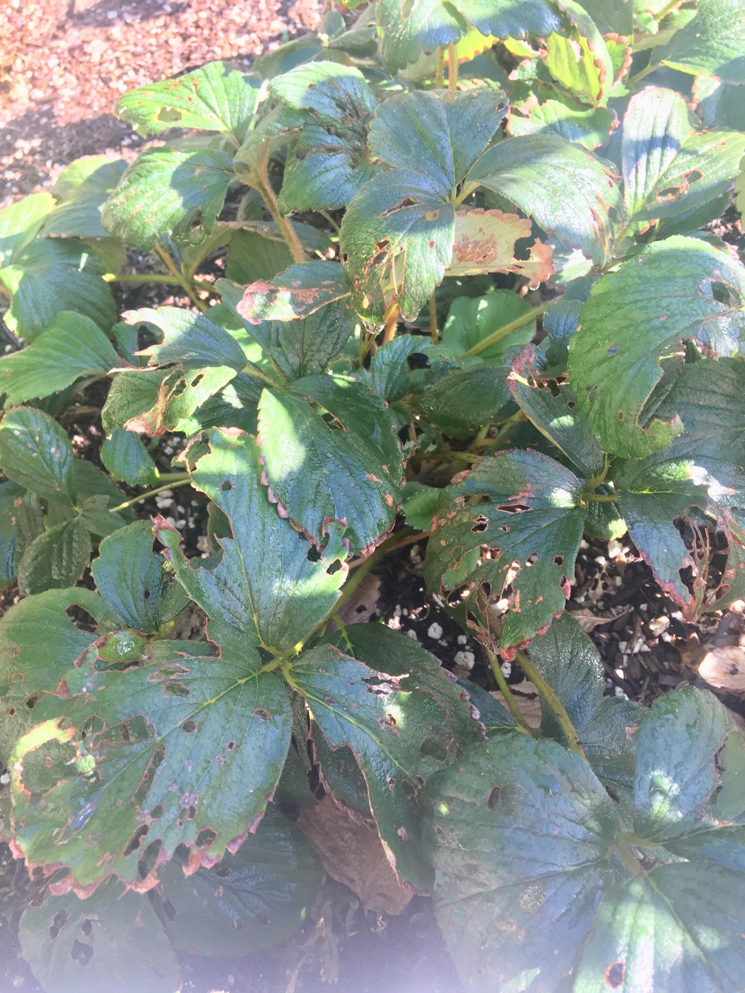 What’s eating my strawberry leaves? First time gardener, I’d appreciate
