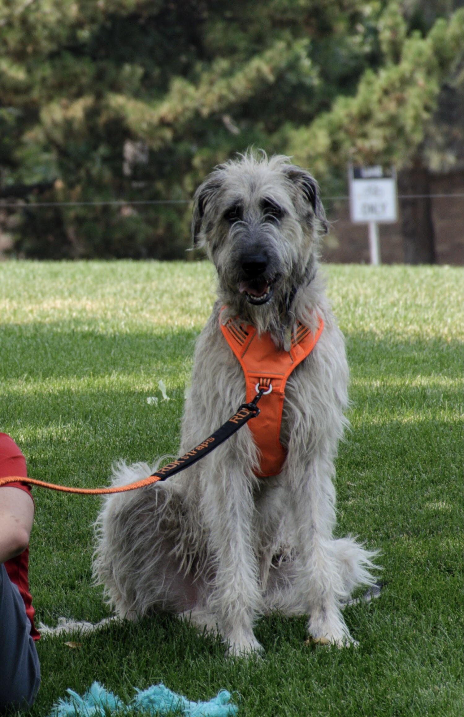 My wolfhound got a bad haircut. Was supposed to be a trim became a buzz