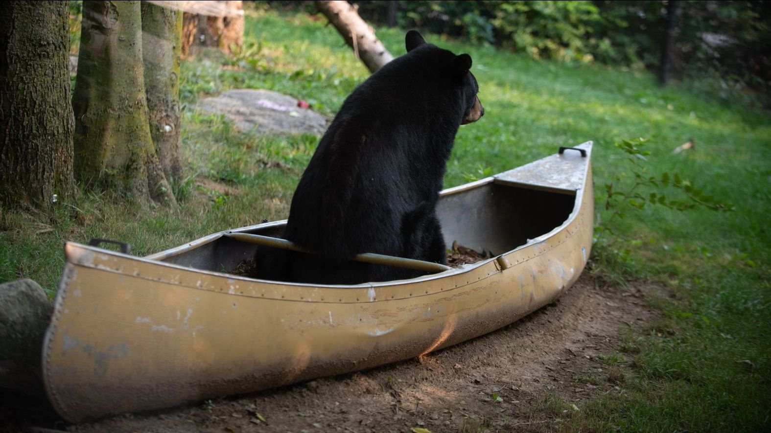 Joanie on a kayak r/bears