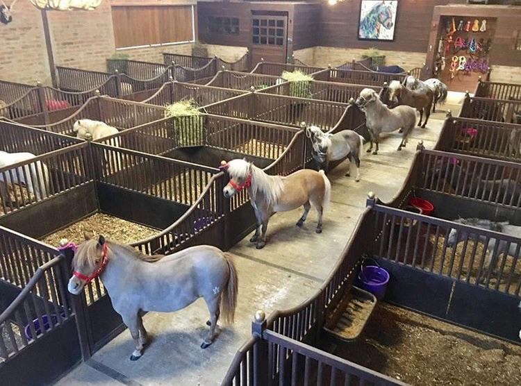 Mini stables for mini horses r/aww