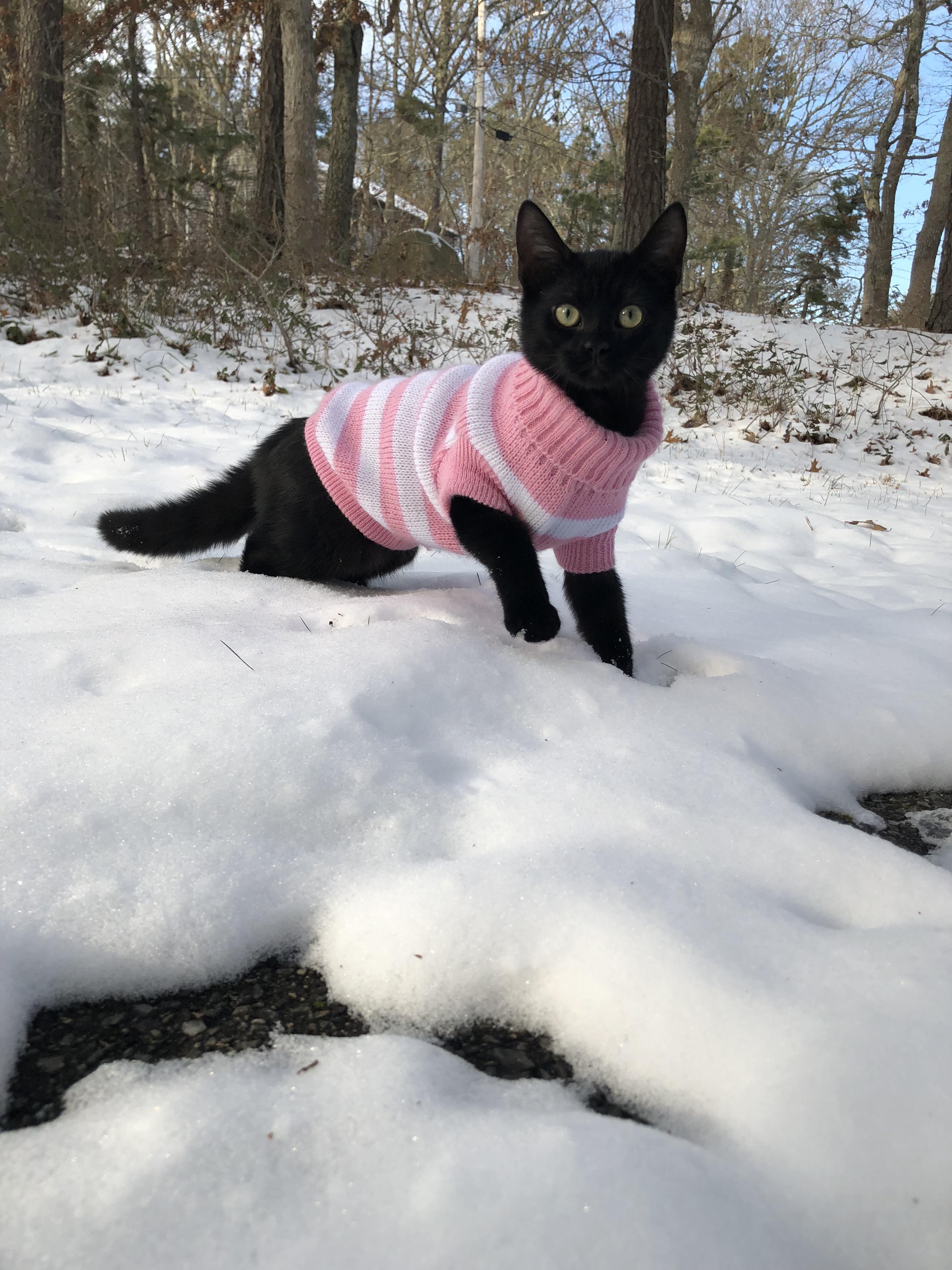Her first time in the snow r/cats