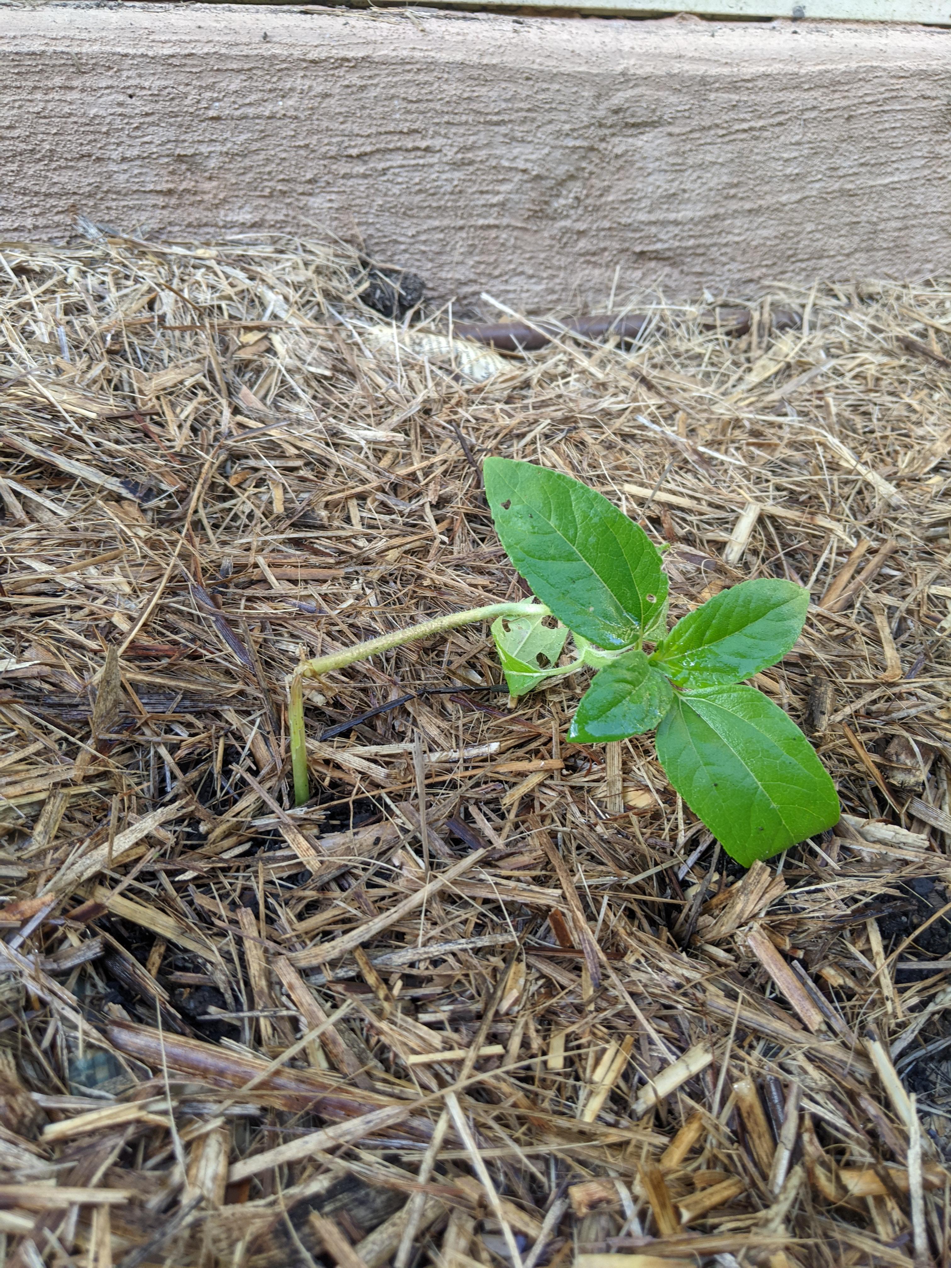 Any way to save a snapped sunflower stem? r/GardeningAustralia