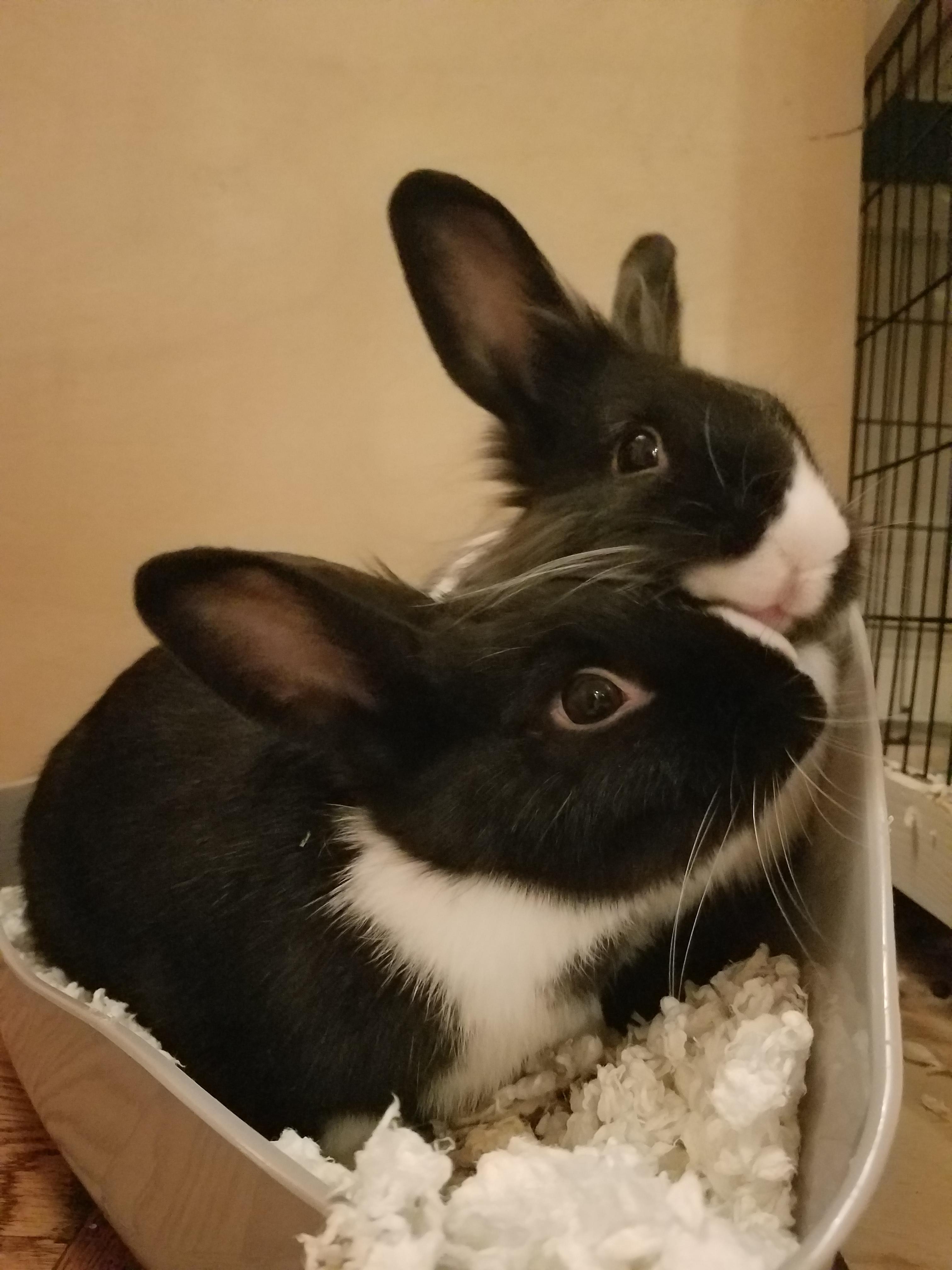 Sweet bunny kisses !! r/Rabbits