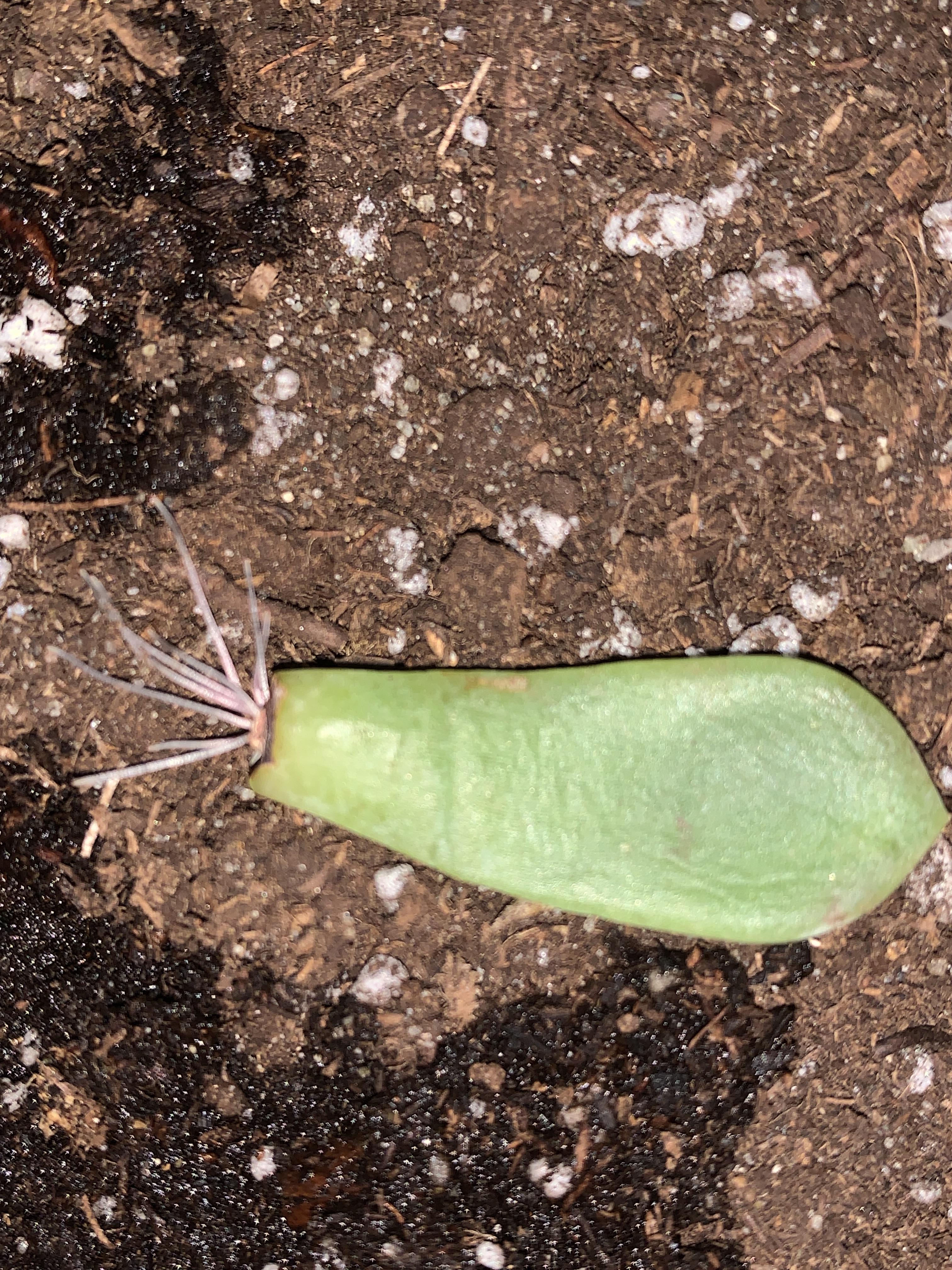 Next steps for succulent propagation growing roots