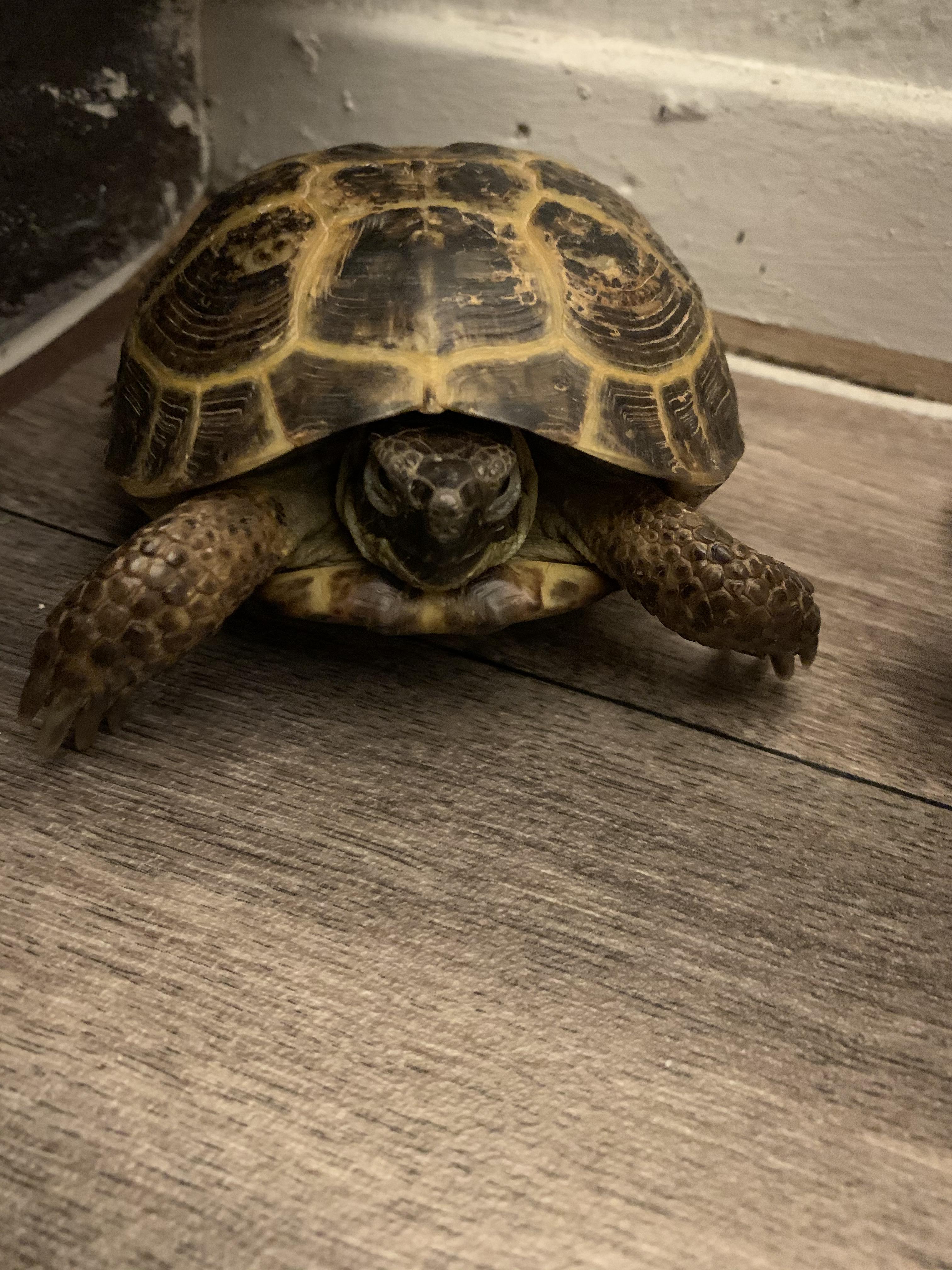 Hello! This is my first post on Reddit! I recently got two Tortoises