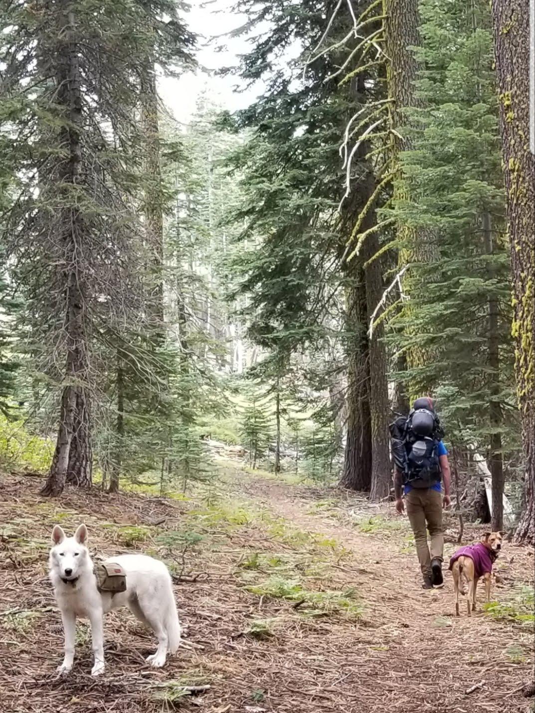 (Plumas National forest via PCT) Guys trip with our doggos. Yasha