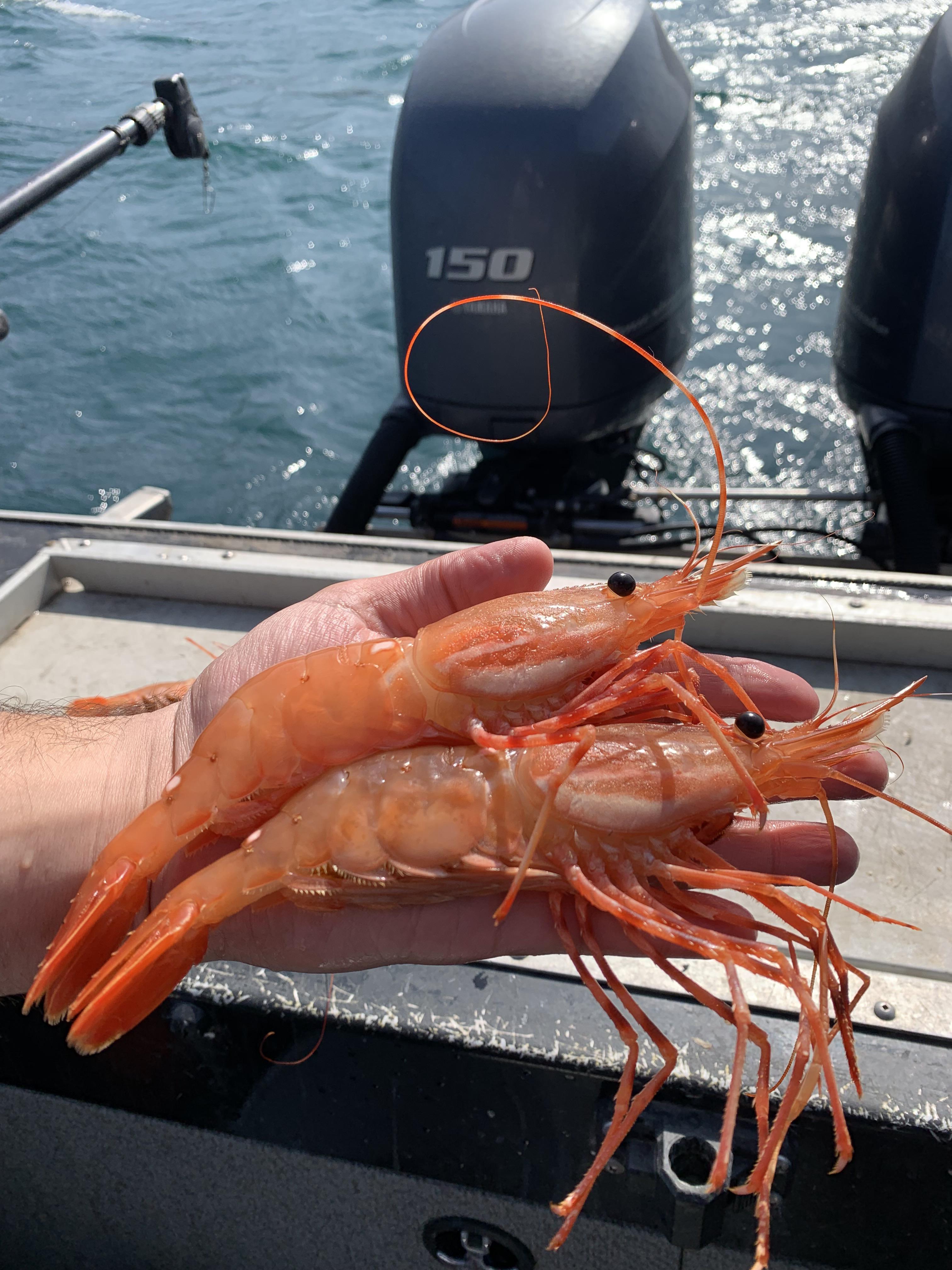 Freshly caught Shrimp Whittier, Alaska! r/pics