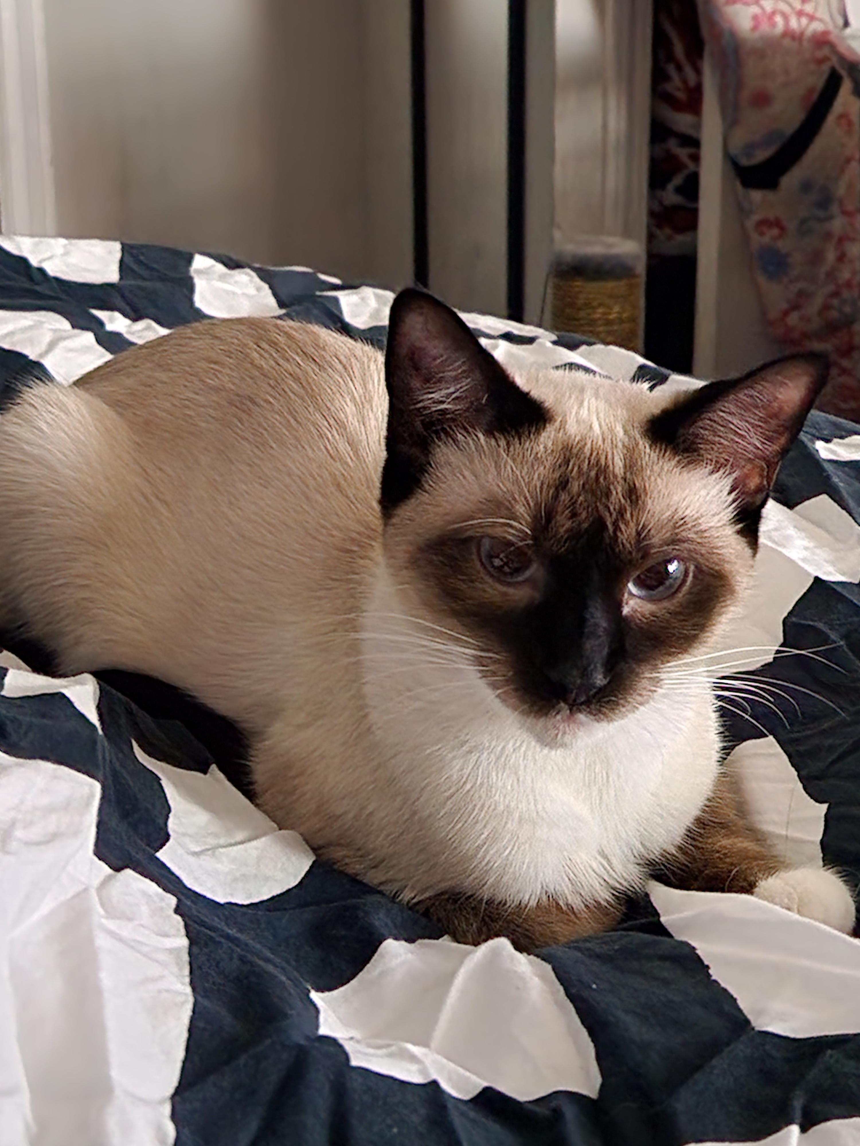 Fluffy Siamese Cats 7 Unique Facts About Siamese Cats Lifestyle News