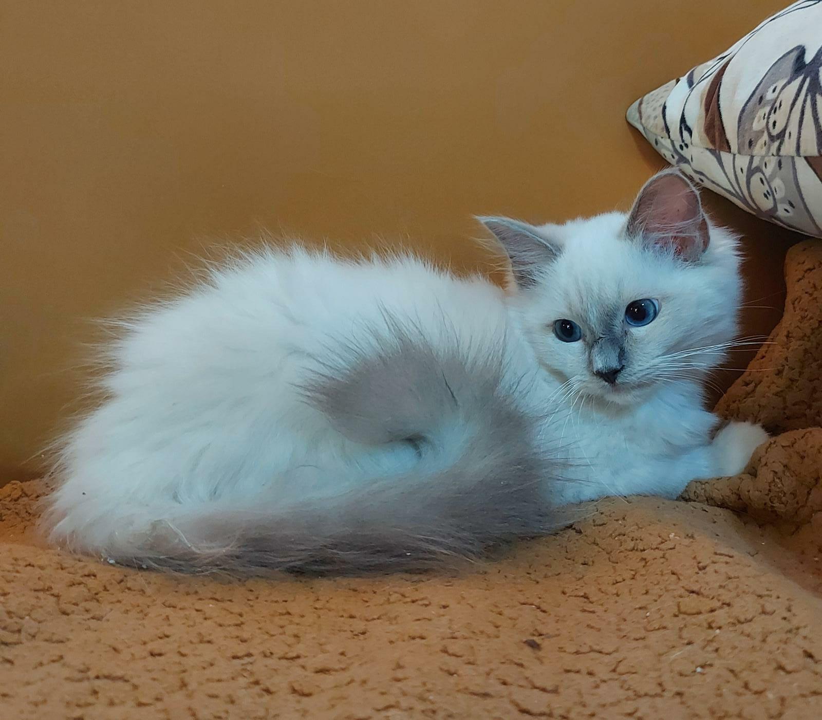 So excited to be a ragdoll mama! Meet Lulu, we’re bringing her home