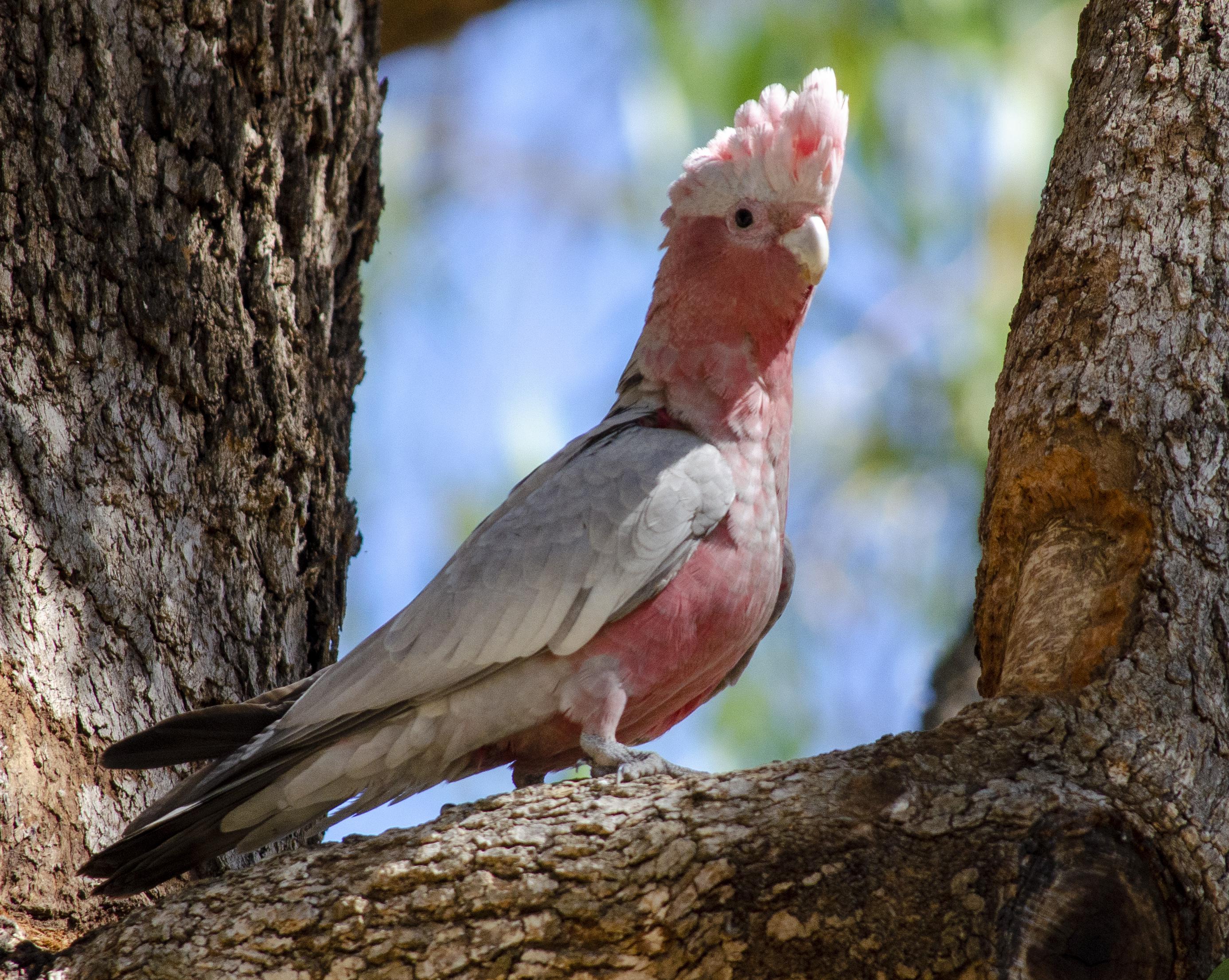 RoseBreasted Cockatoo, aka Pink and Grey Galah. r/AustralianBirds
