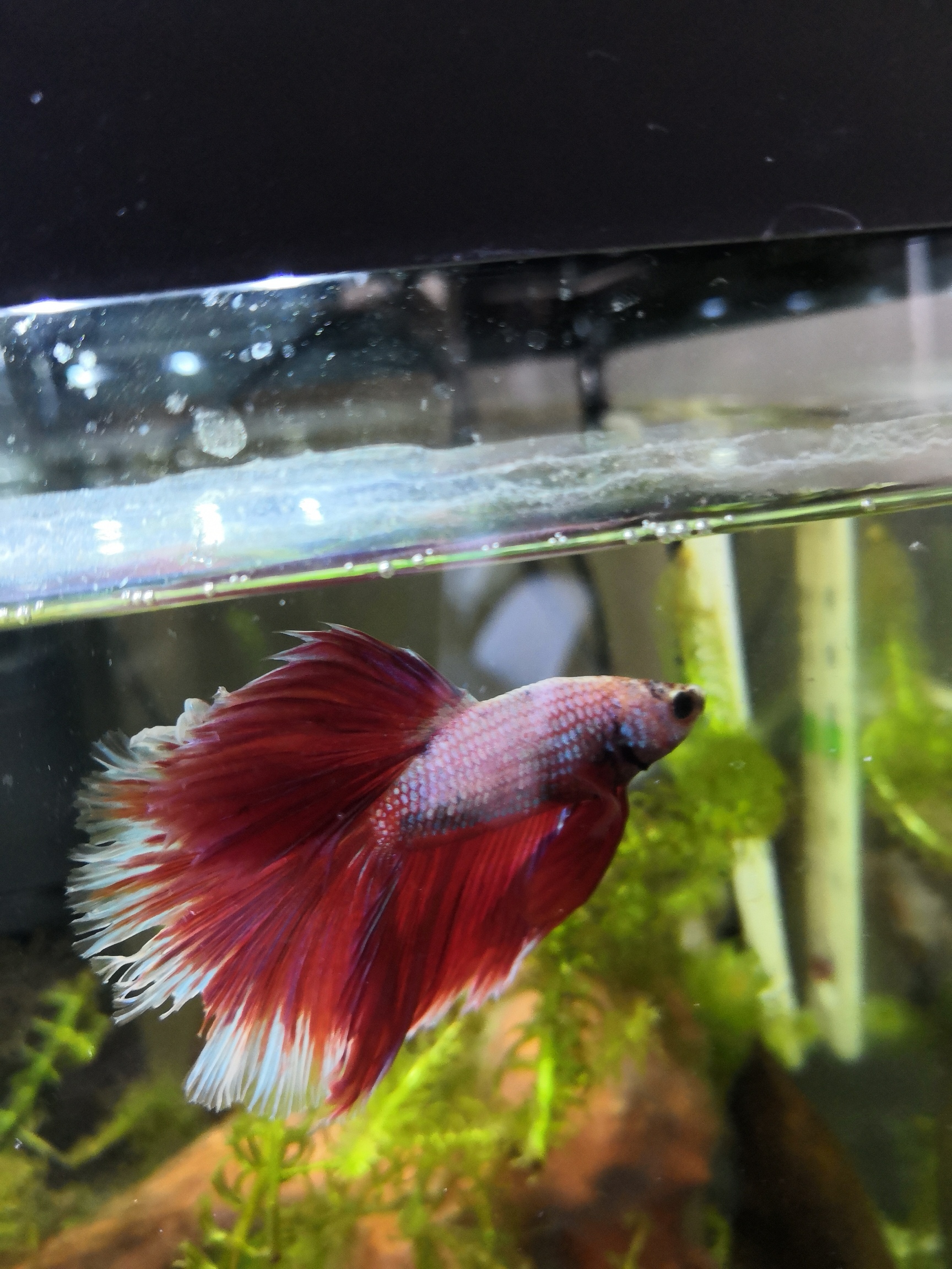Help, my betta fish has this big chunk missing from his tail this
