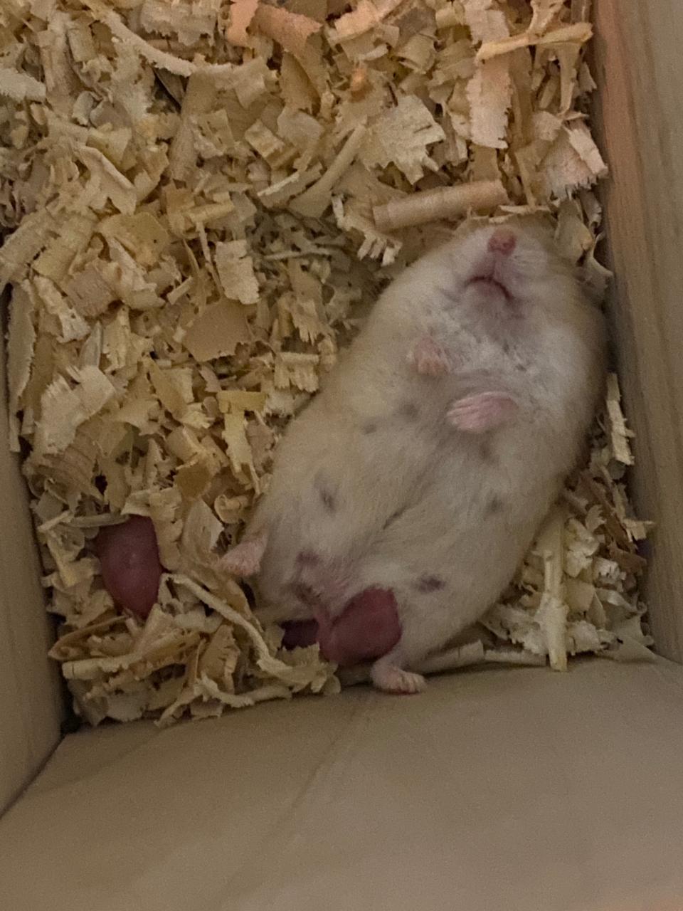 sleepy mama after giving birth r/hamster