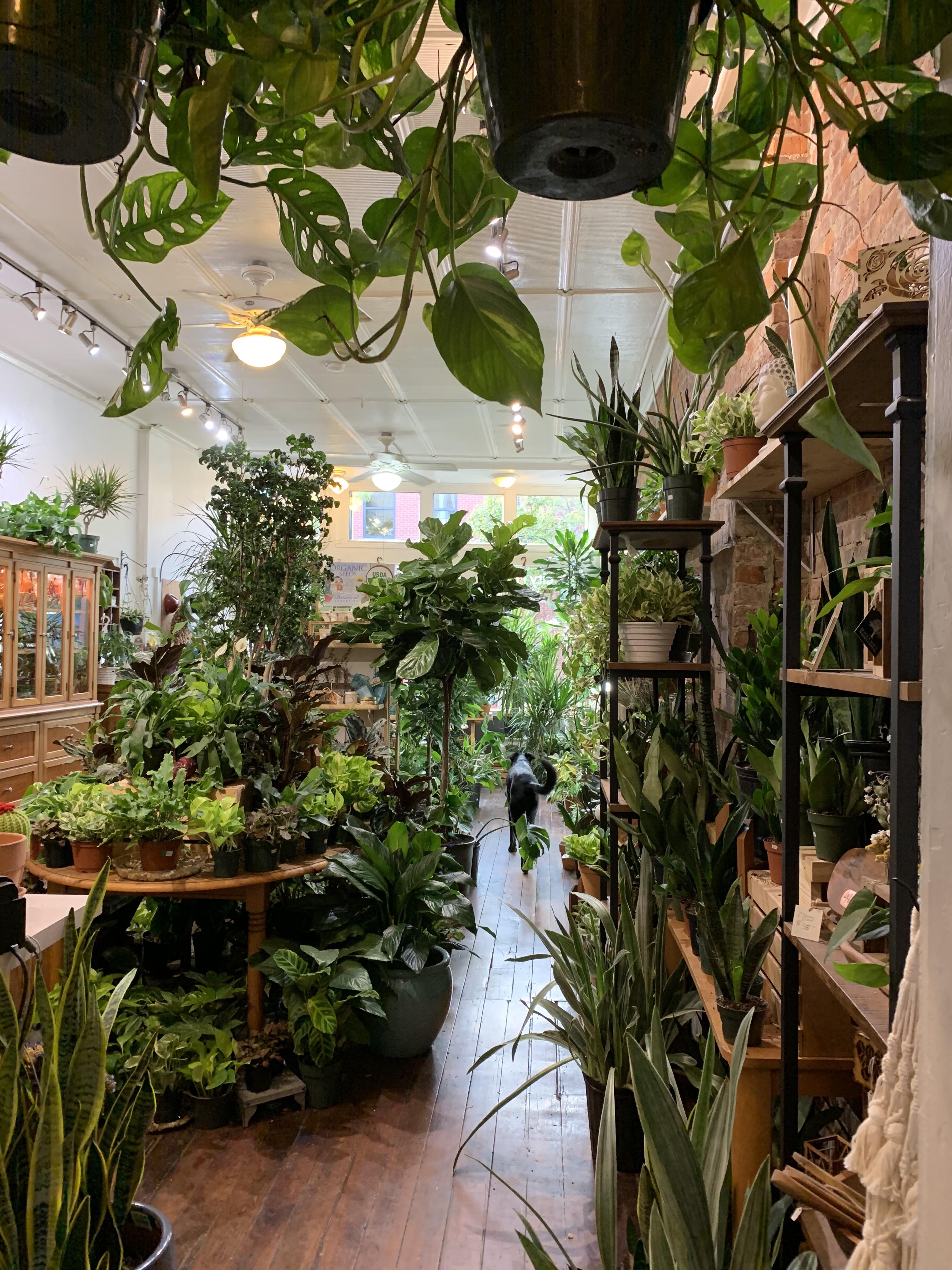 A plant shop in Pittsburgh r/CozyPlaces