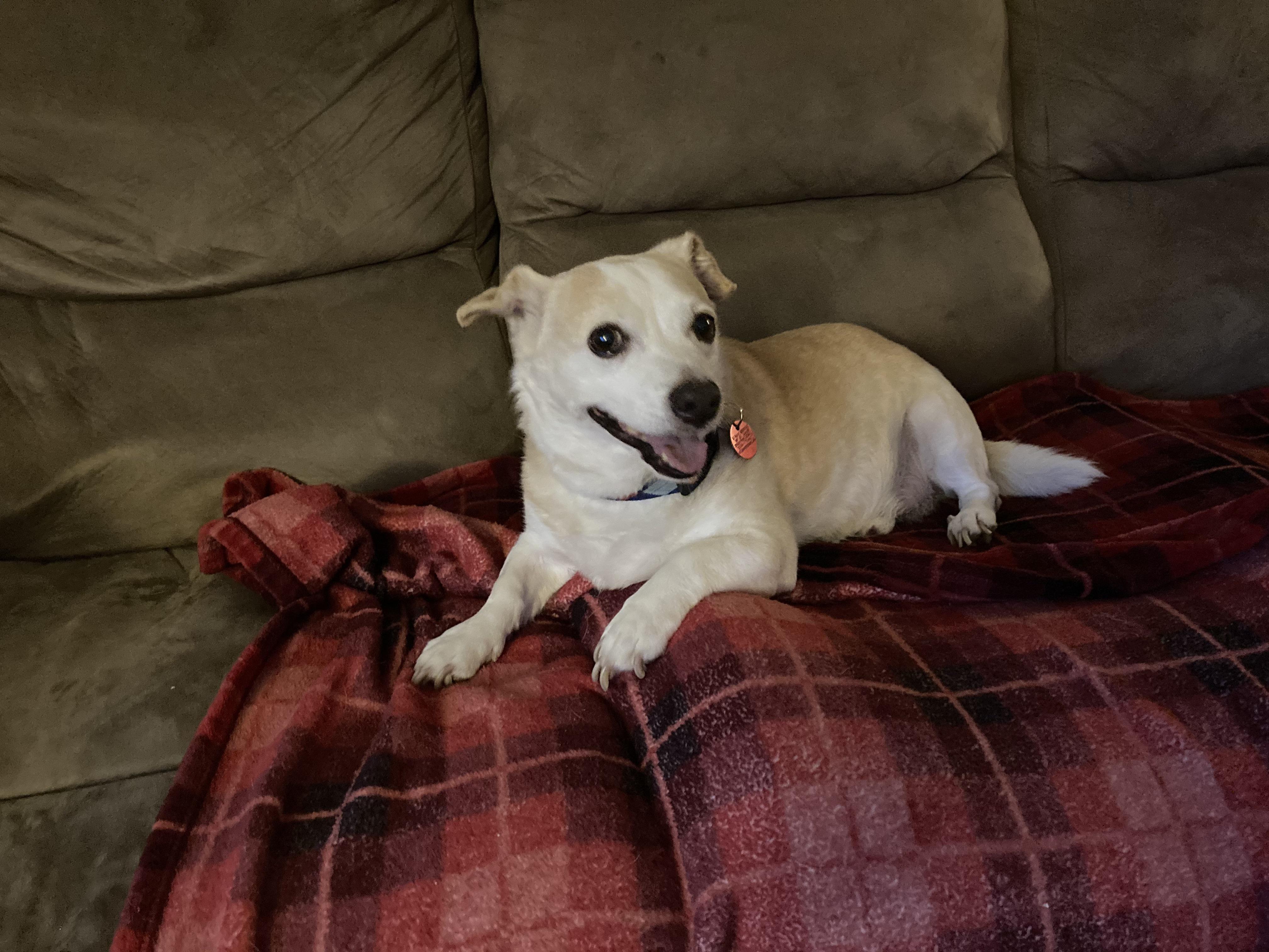 Stray Rescue St. Louis covers pet adoption for adult dogs and cats for