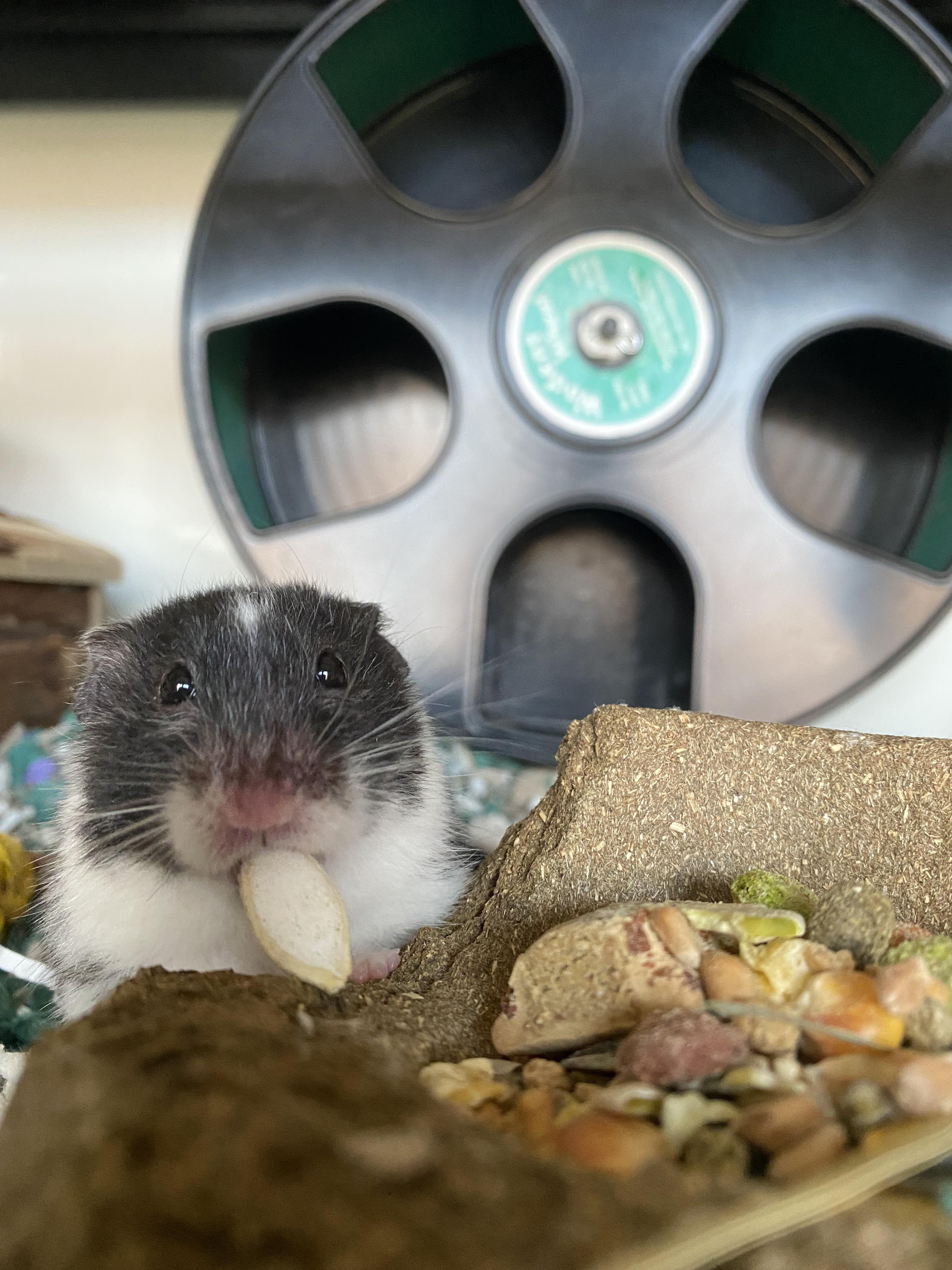 Pumpkin seed r/hamsters