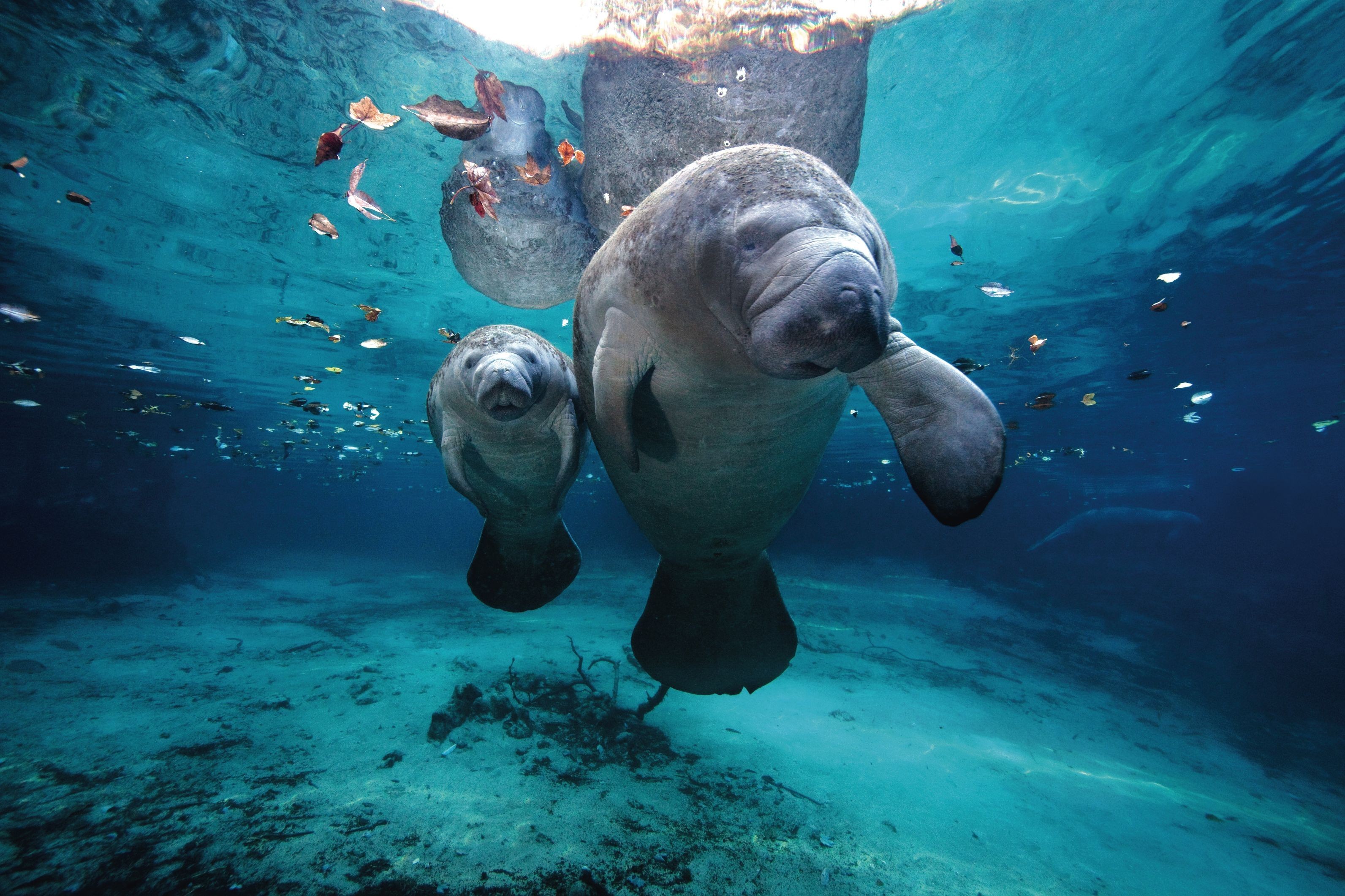 Manatees in Florida's Chassahowitzka River. r/aww