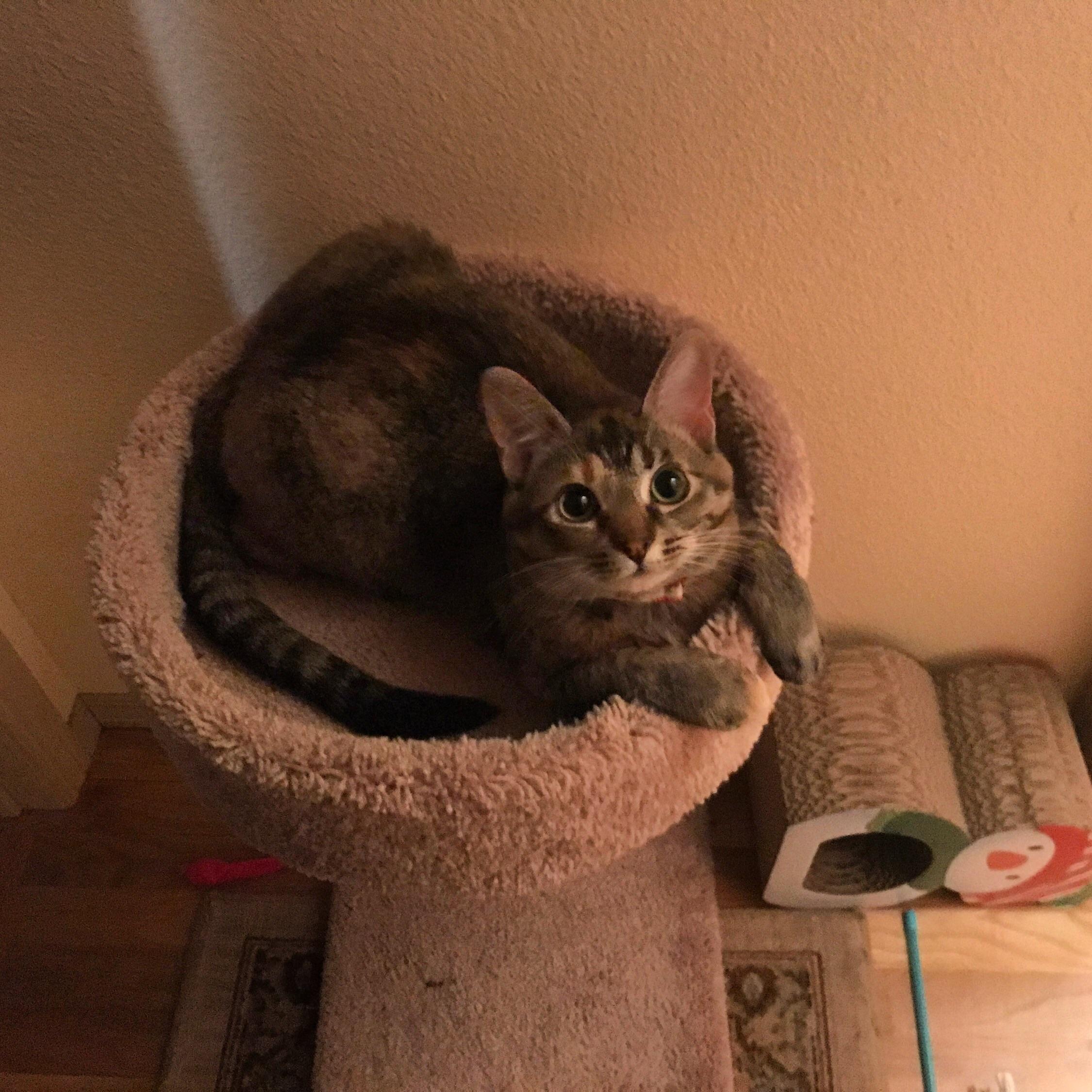 My 10 month old kitten, Pinky aww