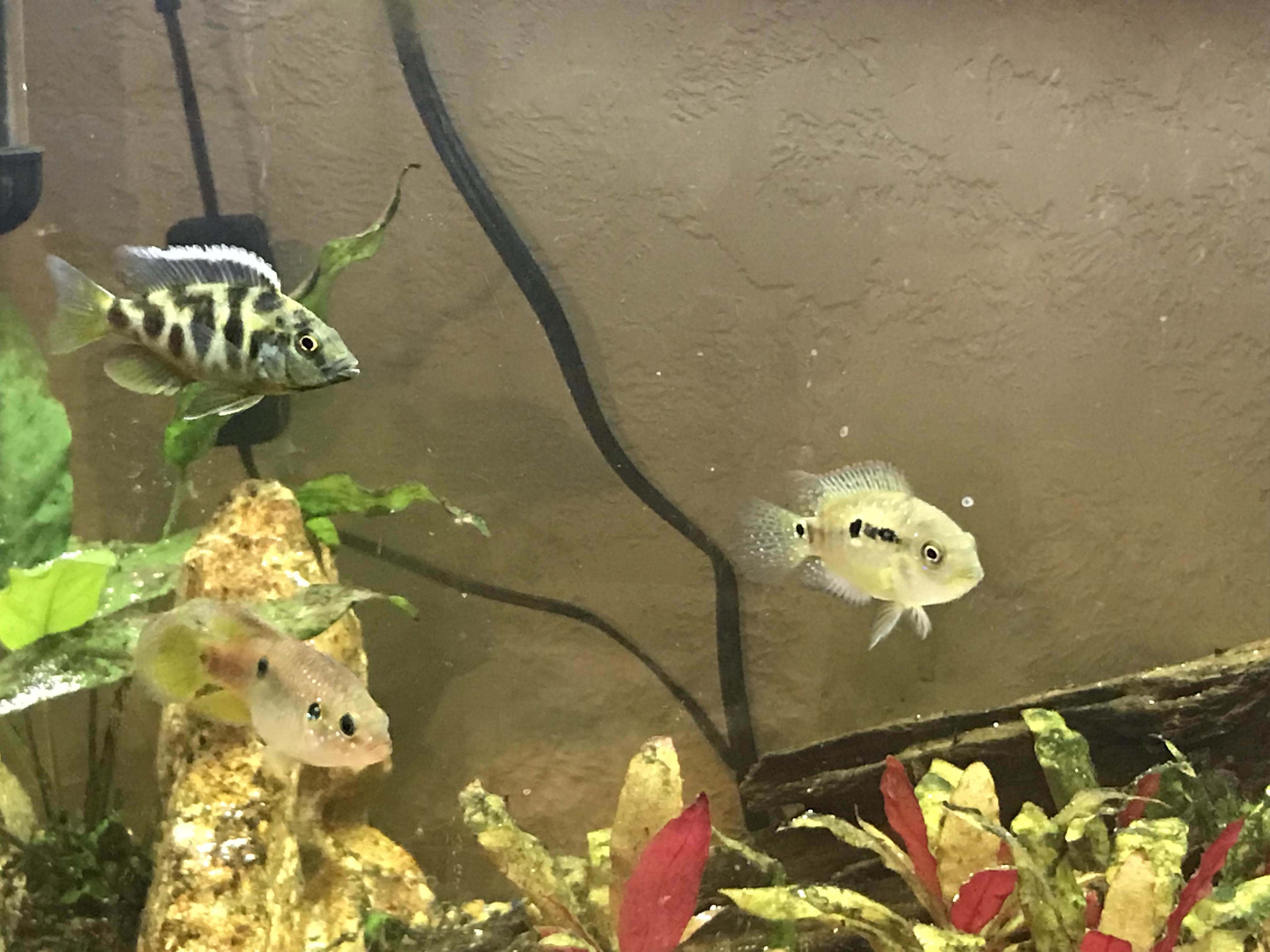 My three cichlids. Trying to hit me up for a big chuck of frozen blood