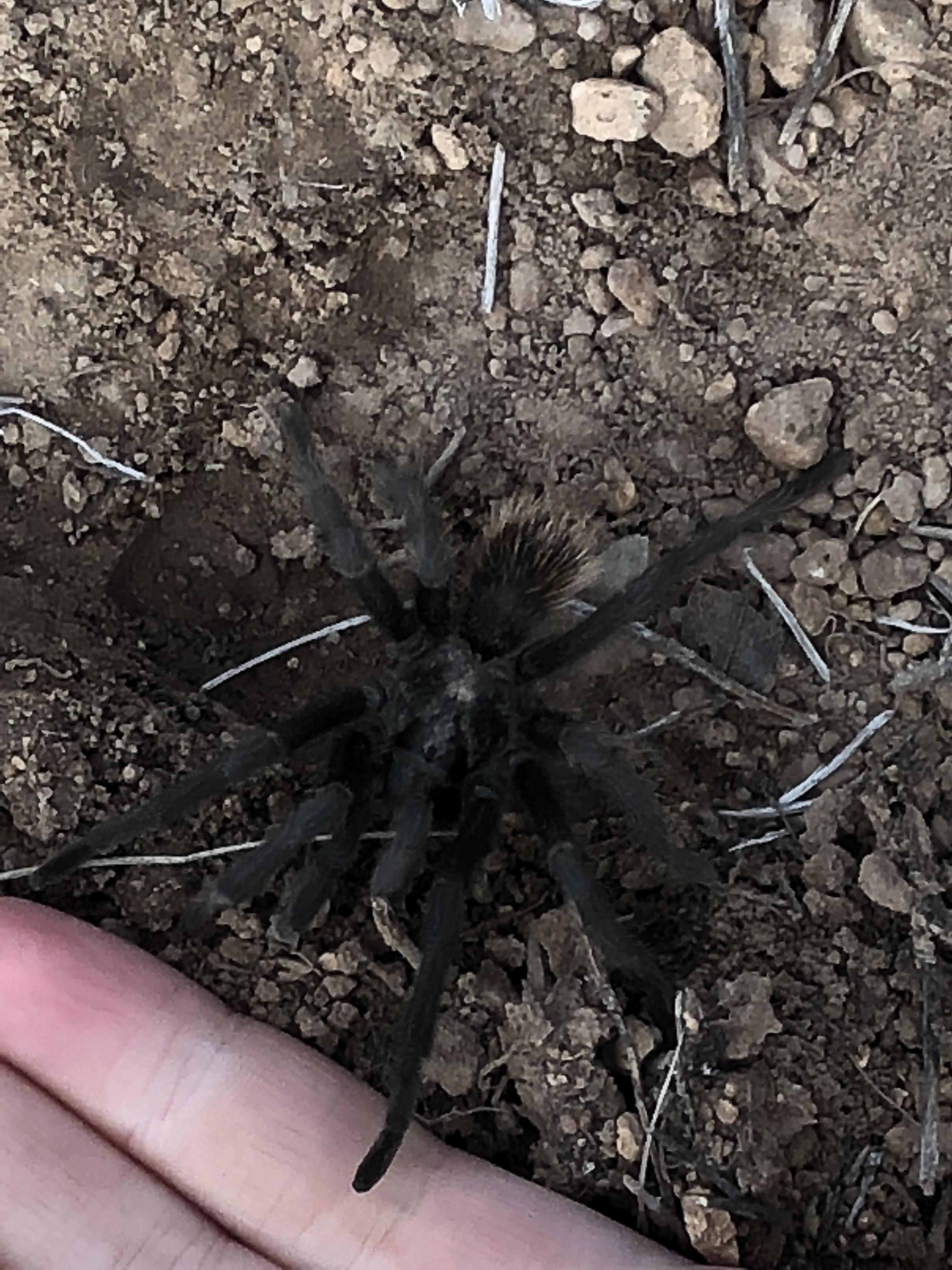 Wild tarantula in Bandelier National Monument, US r/spiders