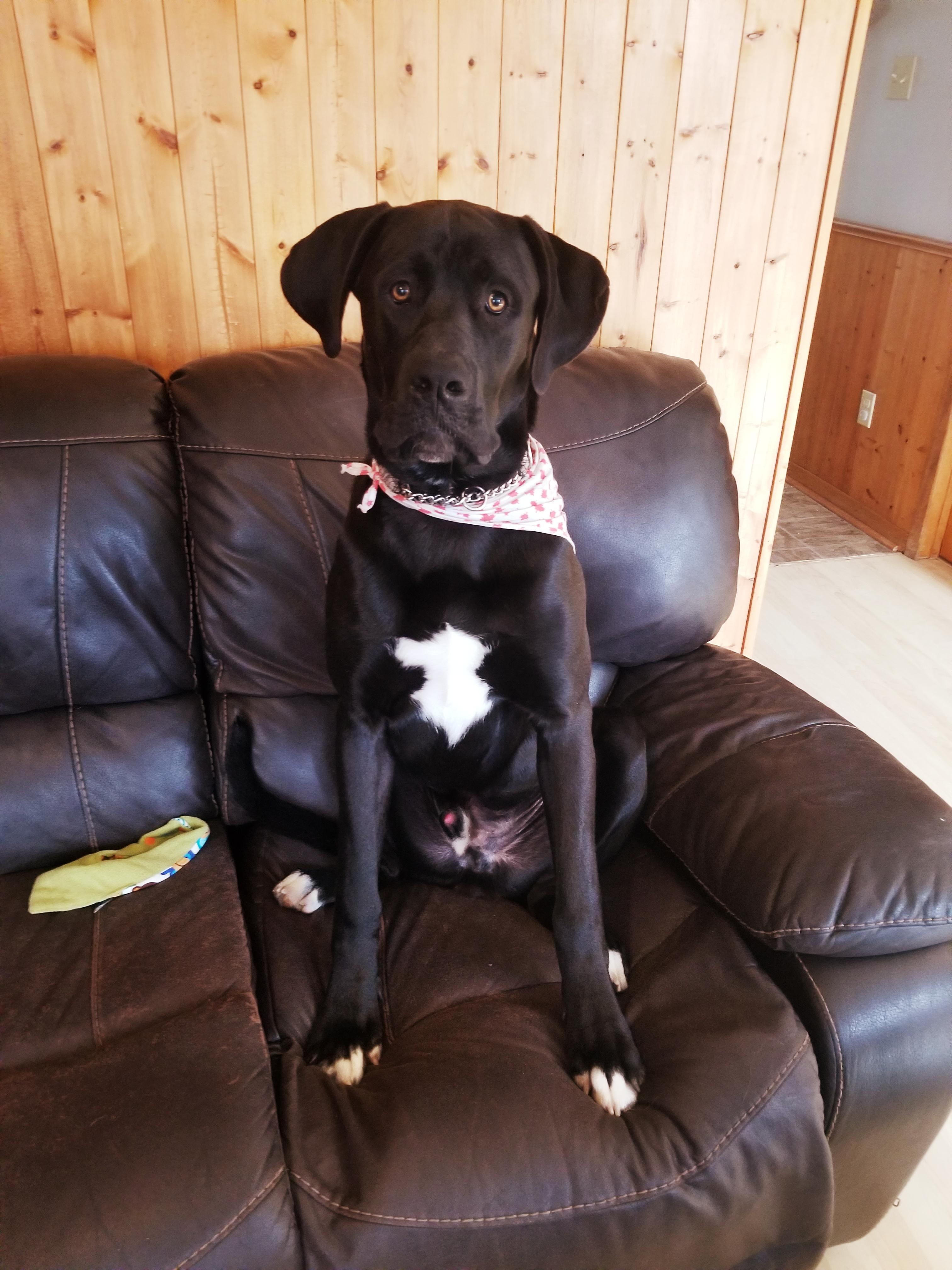 My dog's crest on his chest is shaped like a posterior view of a dog