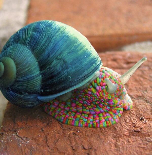 cute snail ) nice colors r/snail