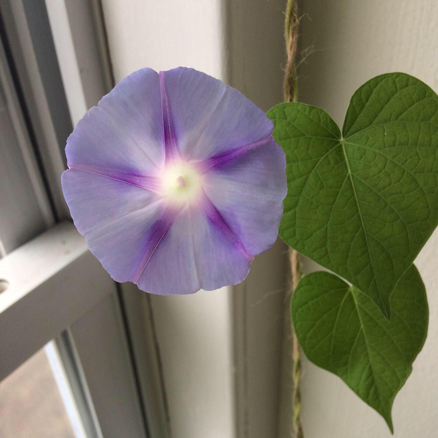 My indoor morning glory has started blooming, I’m obsessed. r/houseplants