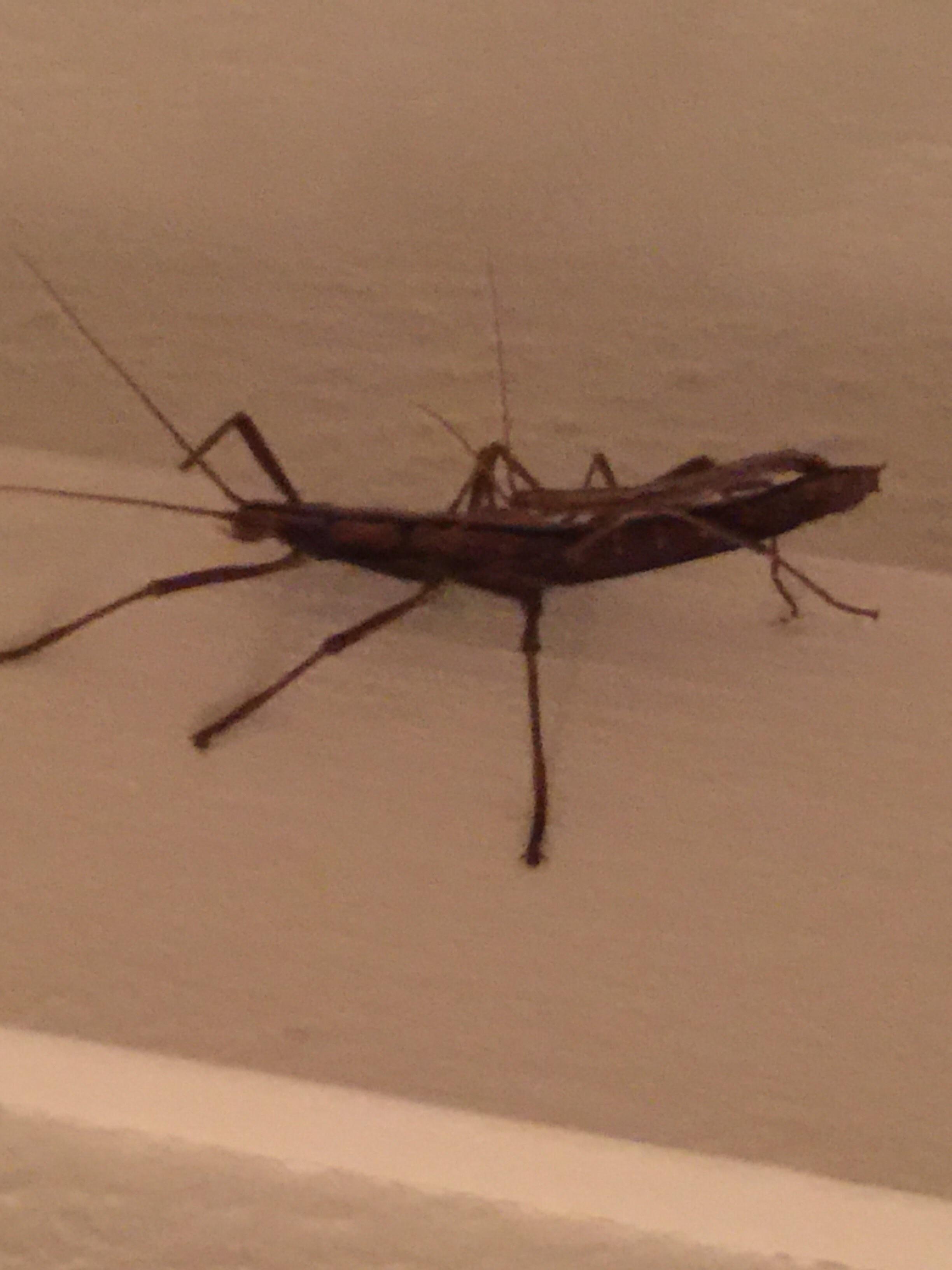 Found in my bathroom in lower Alabama. Stick bug and baby? r/whatsthisbug
