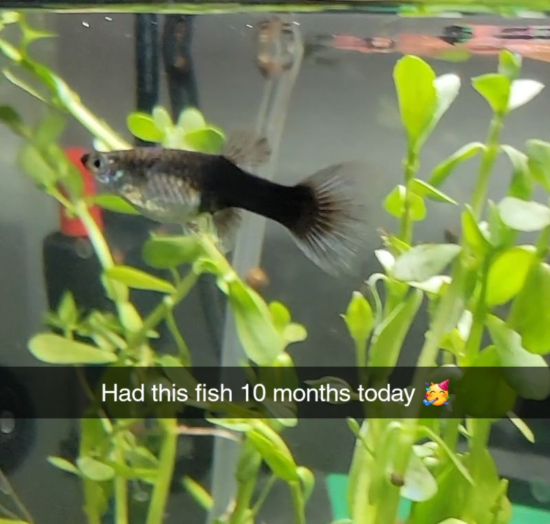 Got this petsmart guppy and it survived columnaris/or some bacteria
