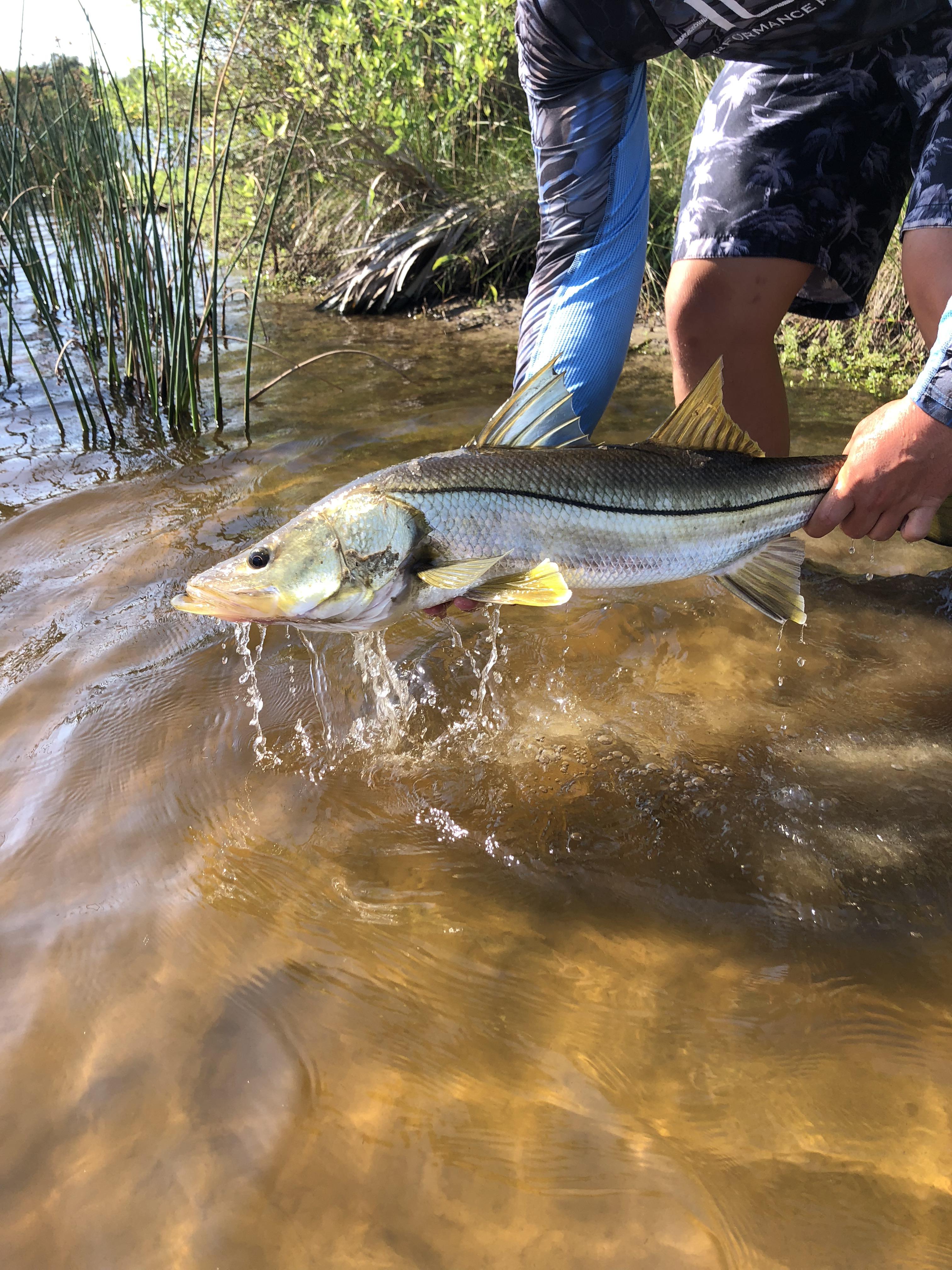 Freshwater Snook in December r/Fishing