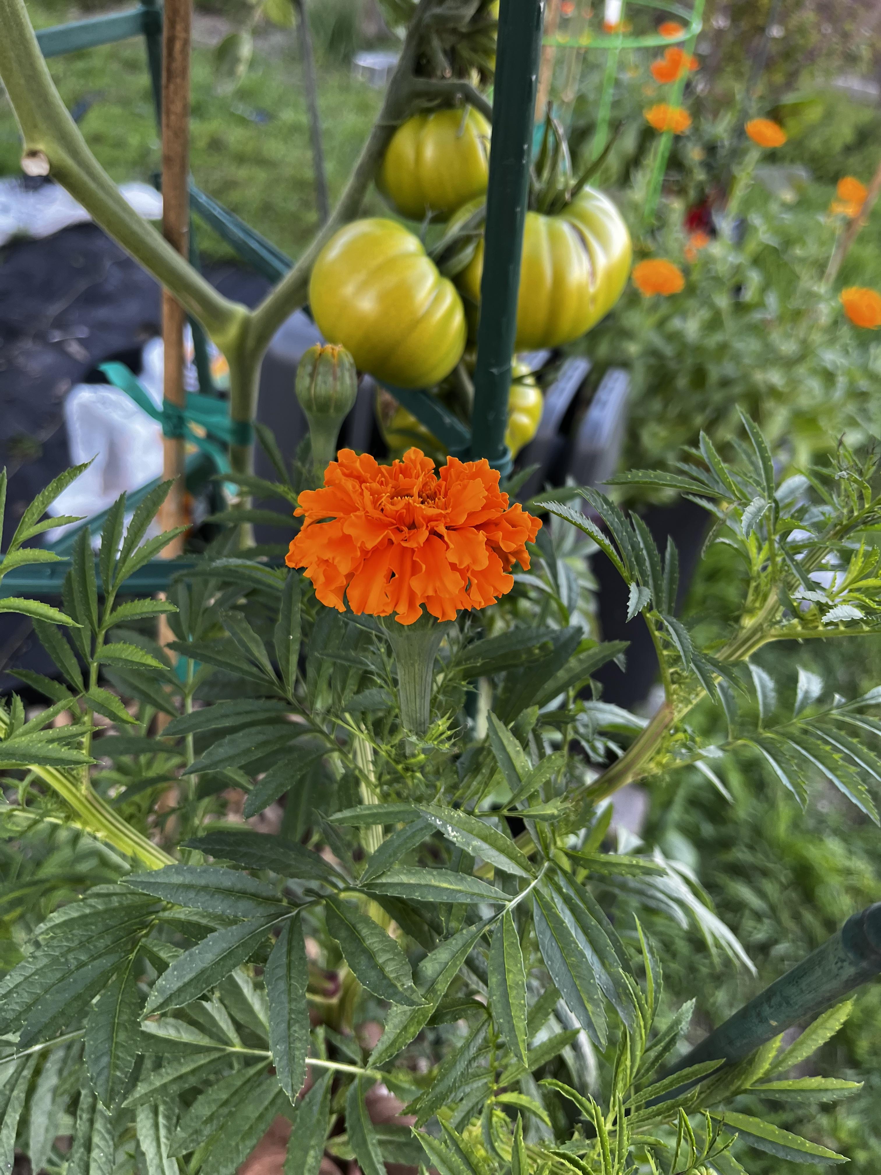Marigolds and tomatoes grow so well together (Zone 8b) r/gardening