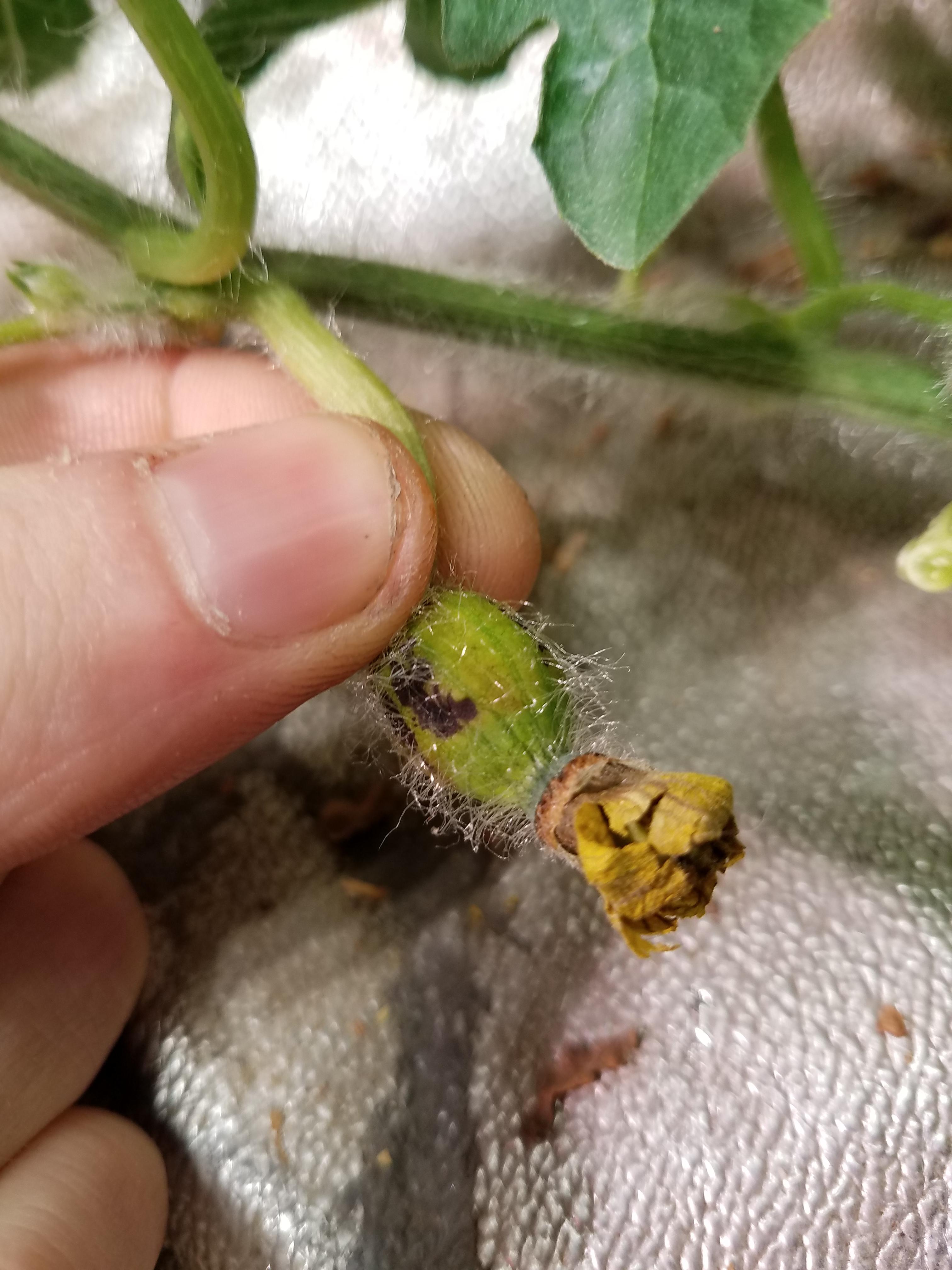 The female flowers on my watermelon shrivel up before blooming. Any