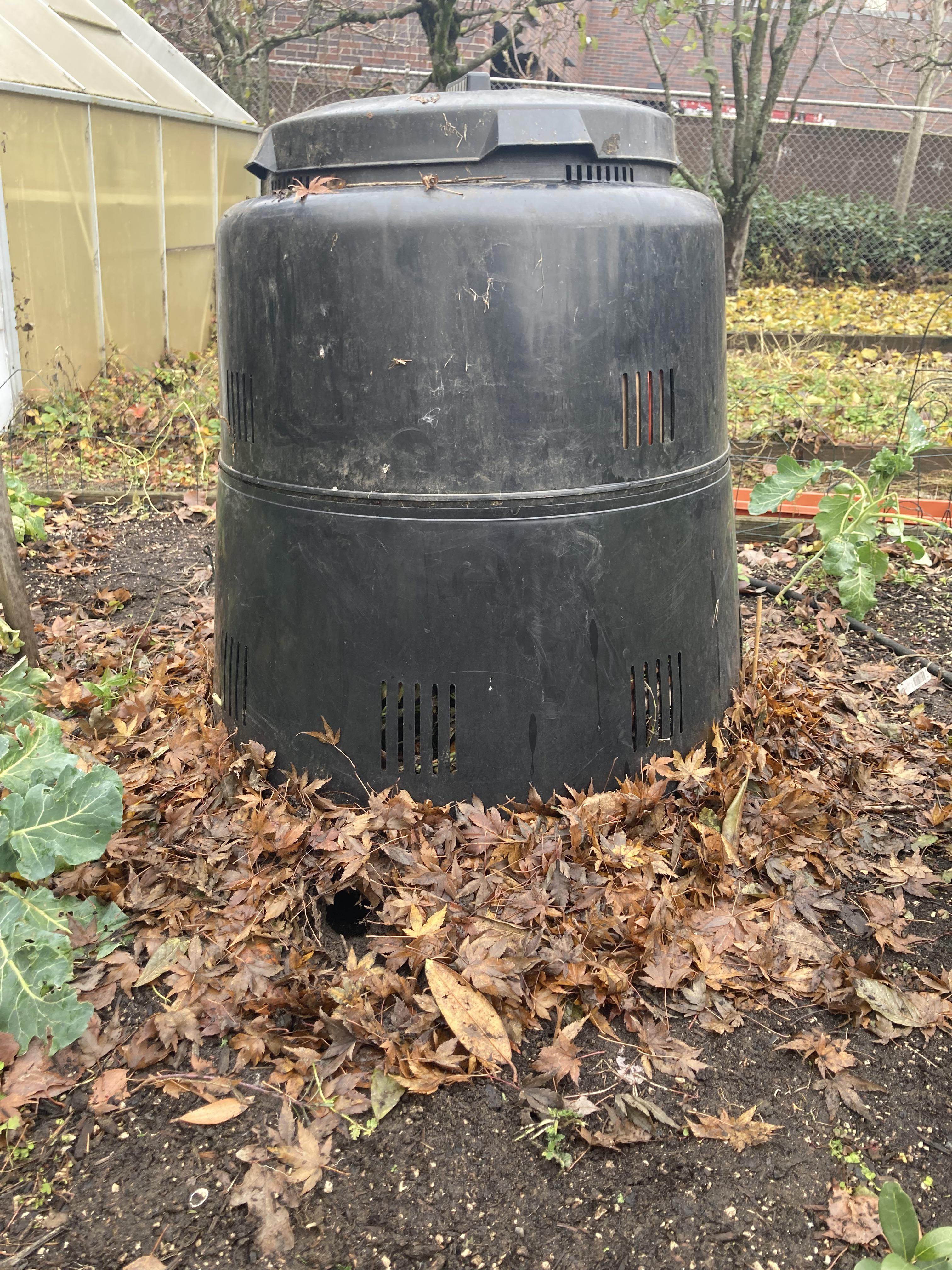 Found a dug hole under my compost bin. Should I be worried about rats