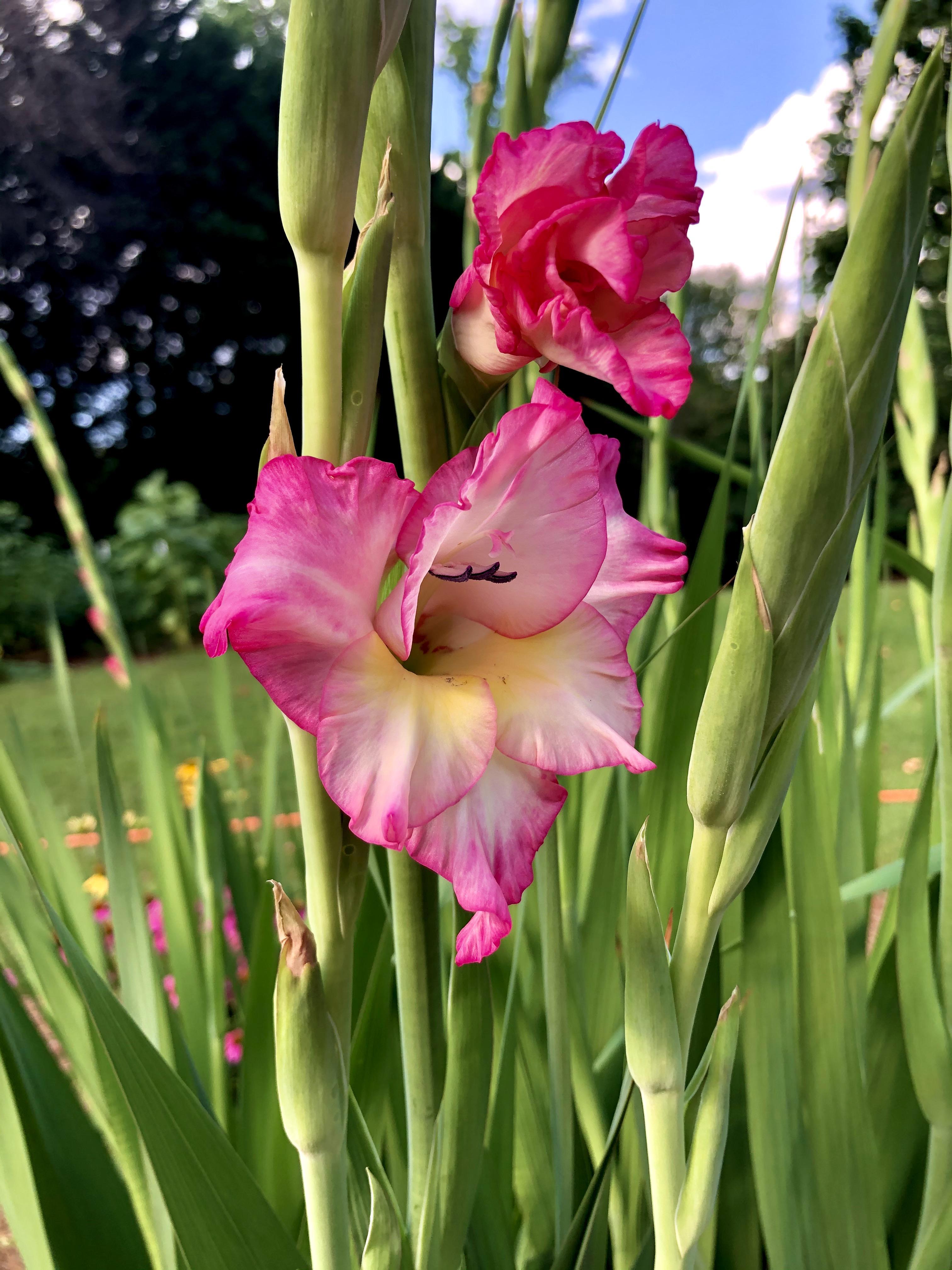 Gladiolus began blooming today. r/flowers