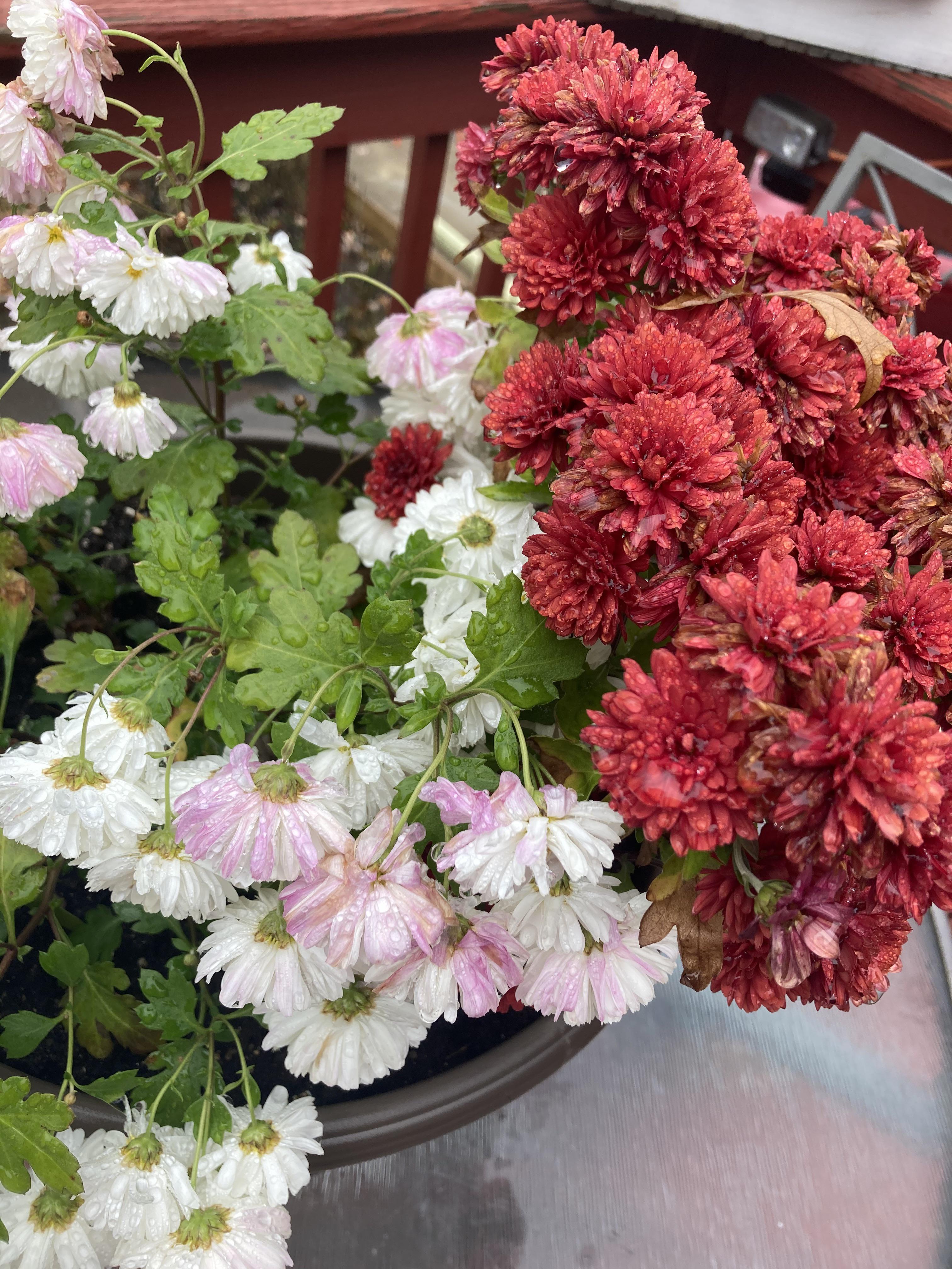 Are the white flowers turning pink because theyre planted with red